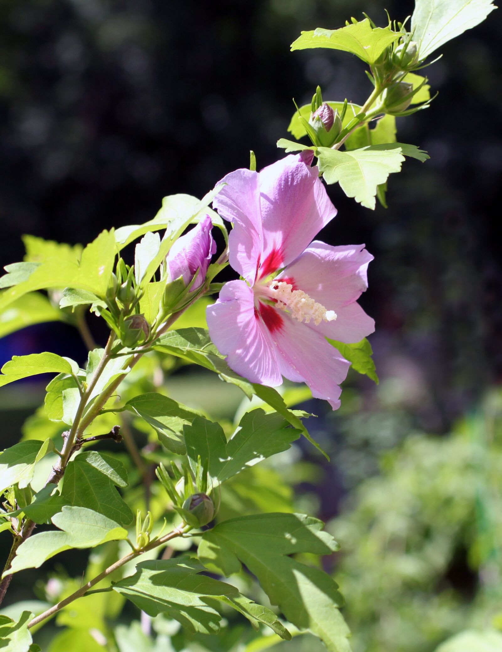 Canon EOS 500D (EOS Rebel T1i / EOS Kiss X3) sample photo. Rose, sharon, rose of photography