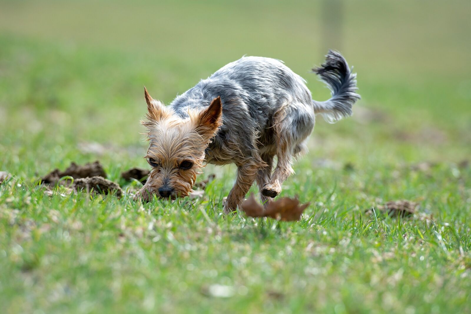Nikon D7100 sample photo. Dog, out, meadow photography