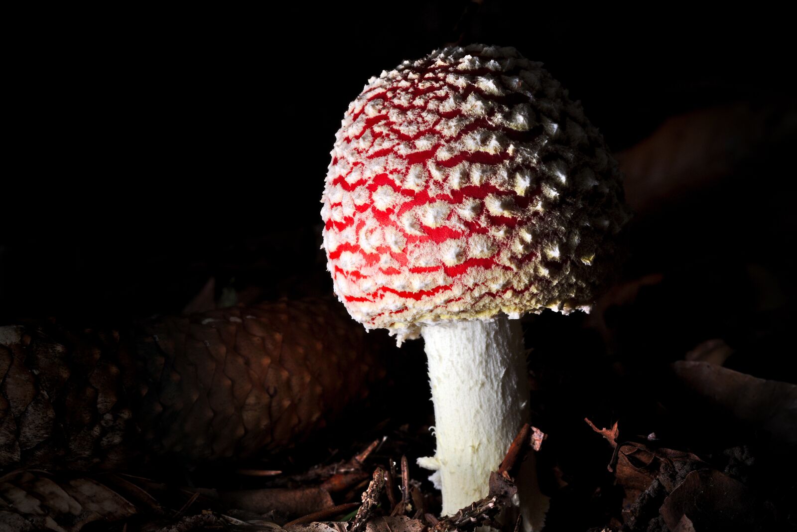 Canon EOS M5 sample photo. Nature, mushroom, red fly photography