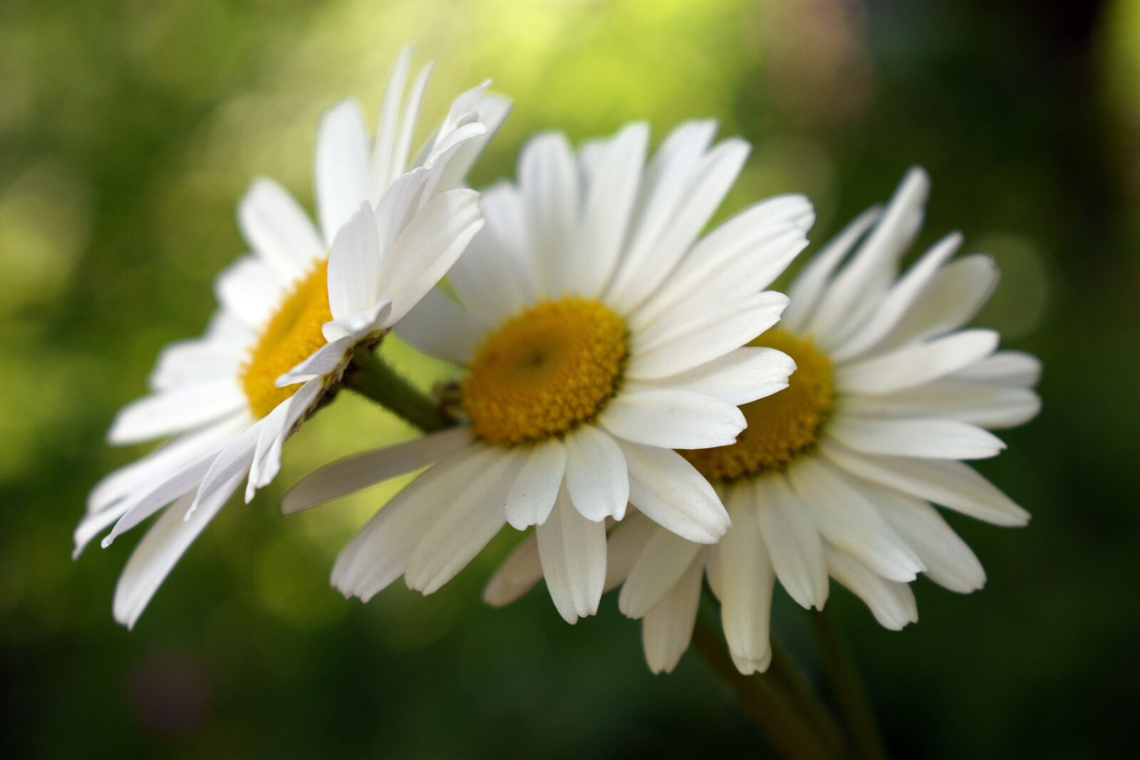 Nikon D3400 sample photo. Flower, flowers, spring photography