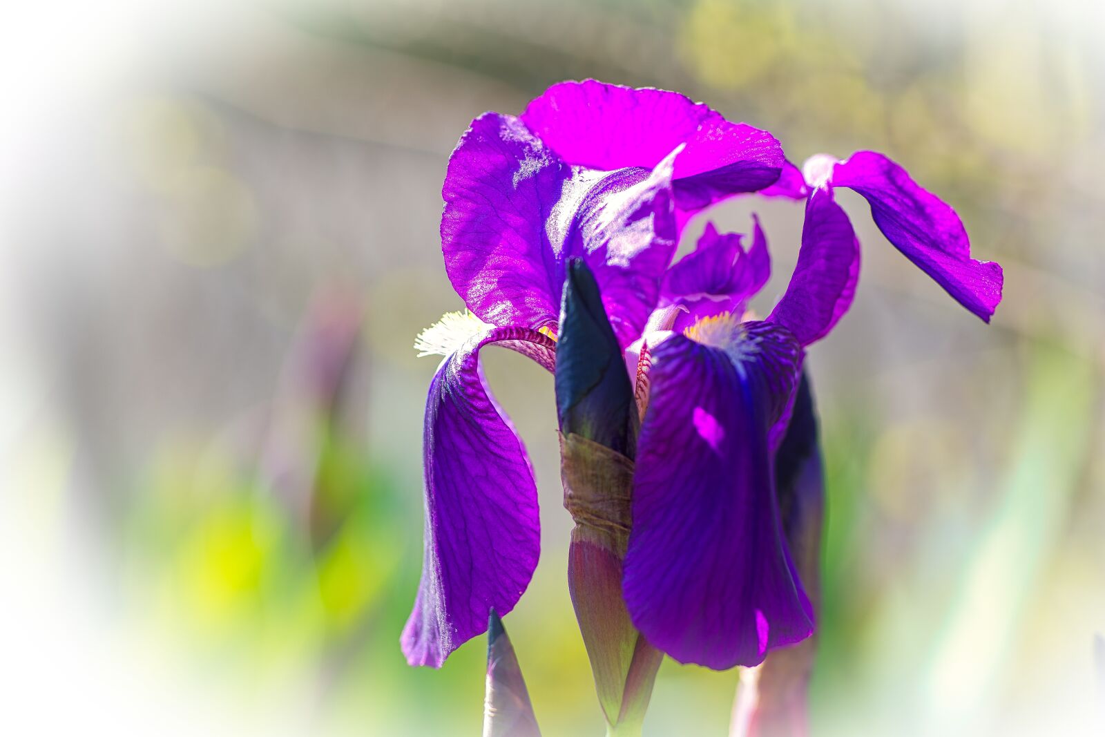 Nikon D7100 sample photo. Flower, flowers, iris photography