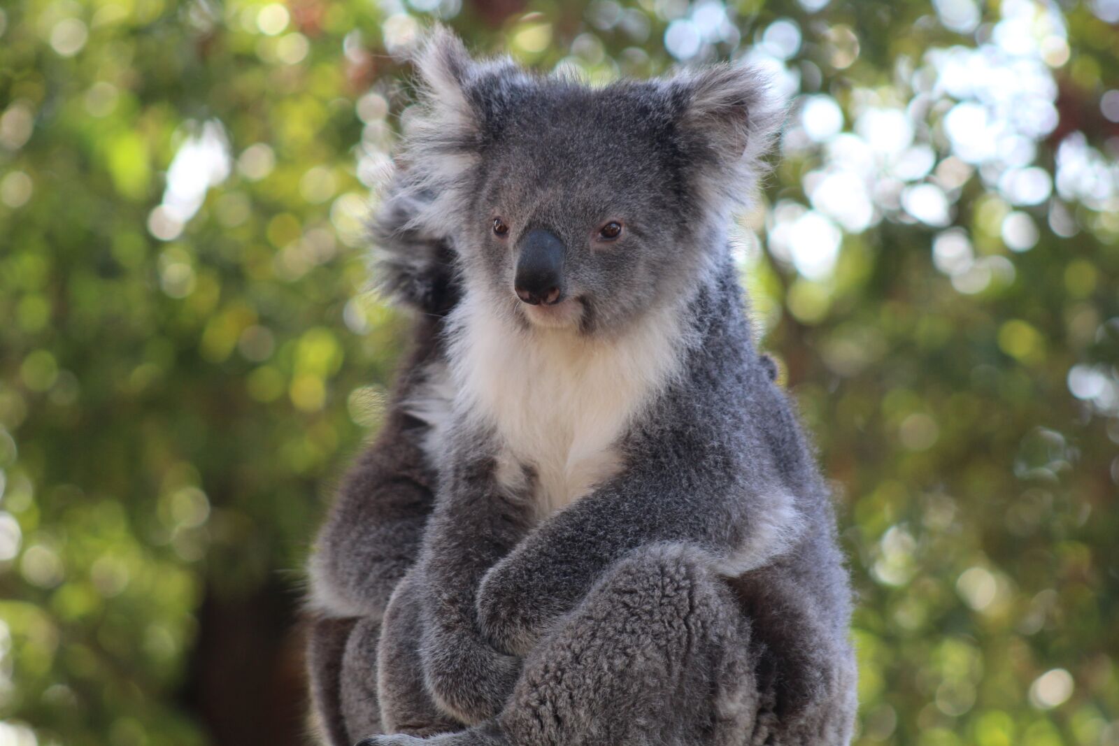 Canon EF75-300mm f/4-5.6 sample photo. Mammal, wildlife, nature photography
