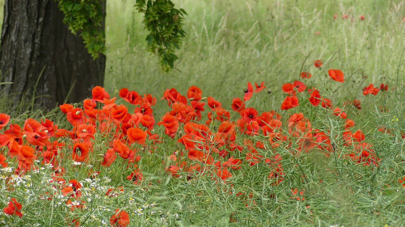 Panasonic Lumix DMC-FZ300 sample photo. Poppy, meadow, summer photography