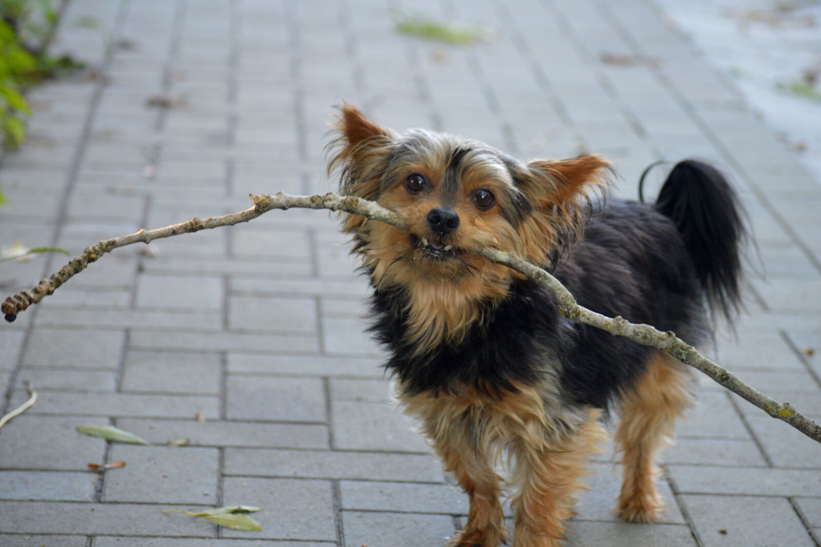 Nikon D3200 sample photo. Yorkshire, dog, batons photography