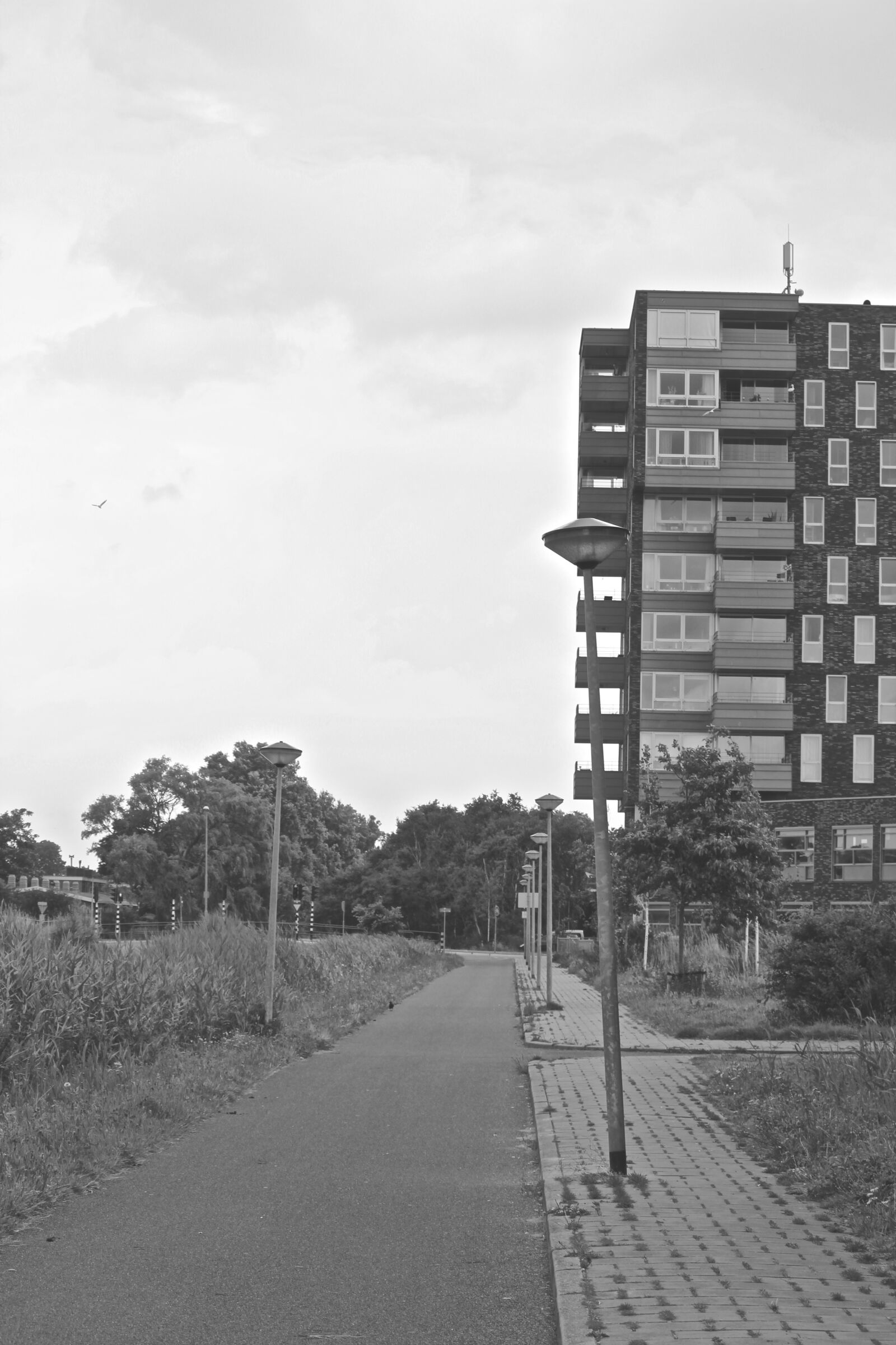 Canon EOS 550D (EOS Rebel T2i / EOS Kiss X4) sample photo. Road, black white, environment photography