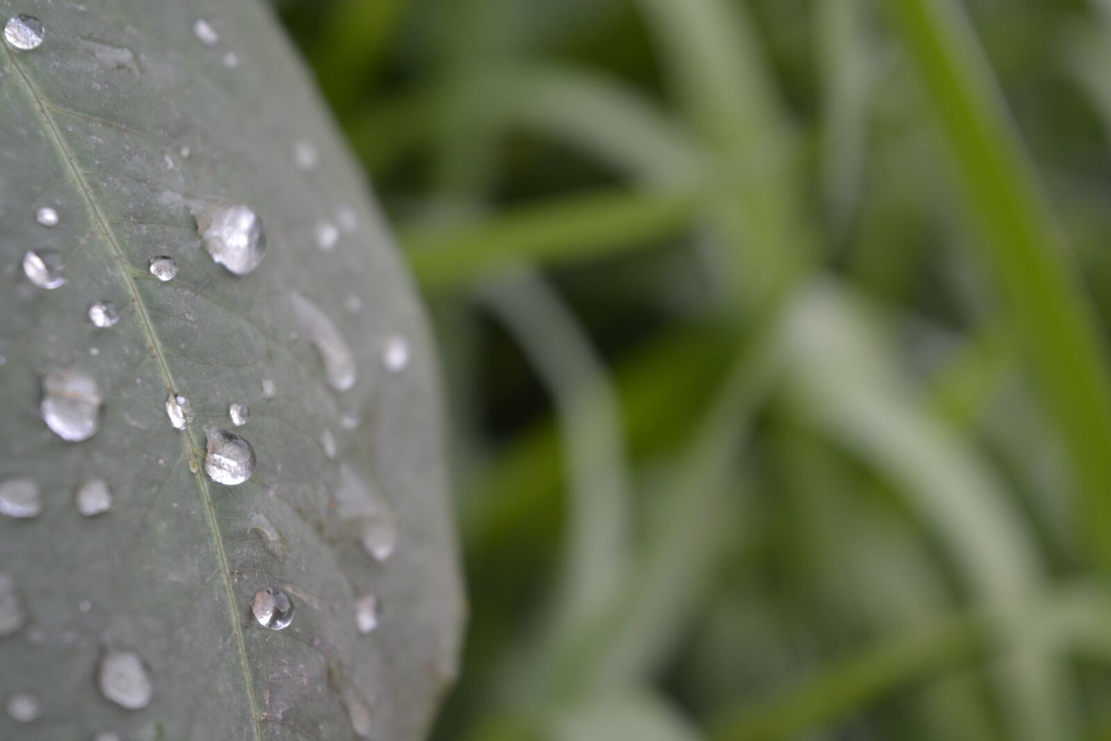 Nikon D5200 sample photo. Leaf, water, dew photography