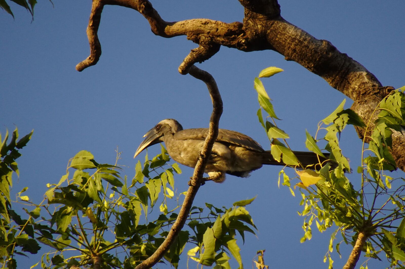 Sony DSC-WX800 sample photo. Bird, hornbill, indian grey photography