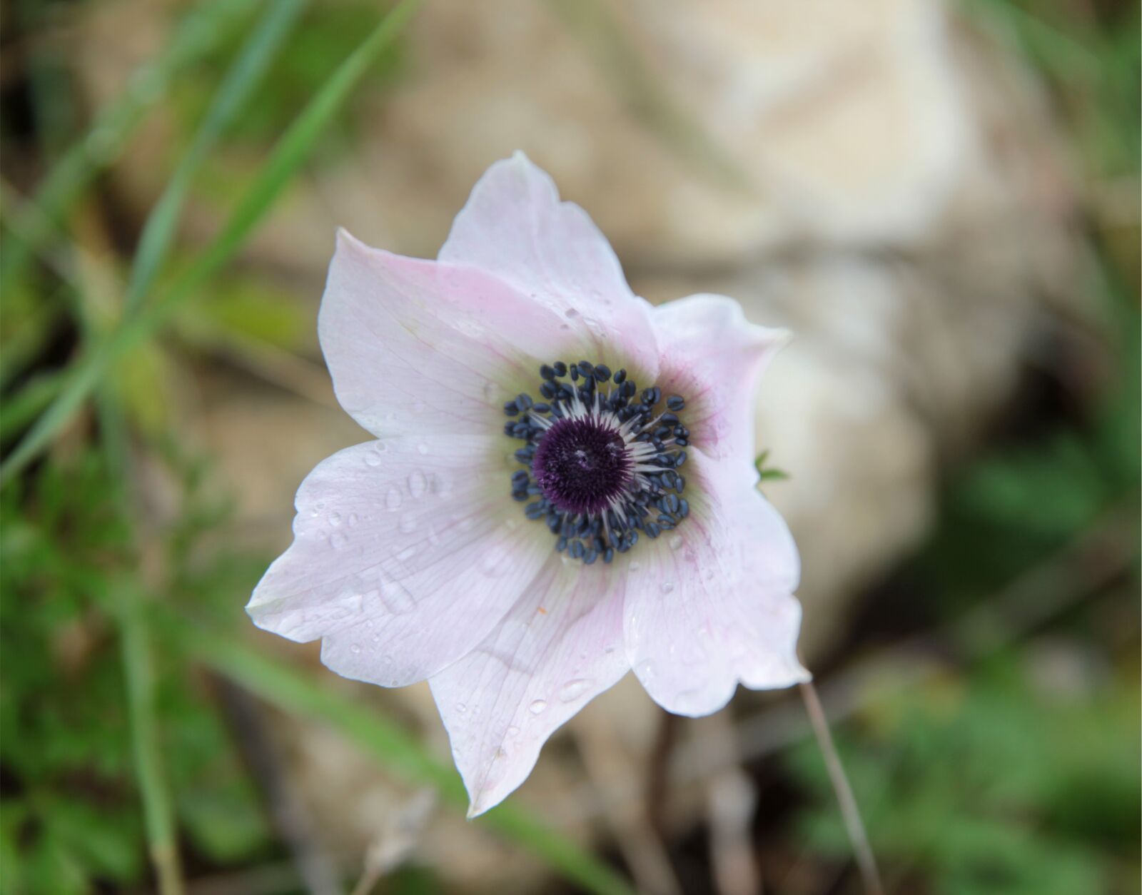 Canon EOS 550D (EOS Rebel T2i / EOS Kiss X4) sample photo. Anemone, wild flower, plant photography