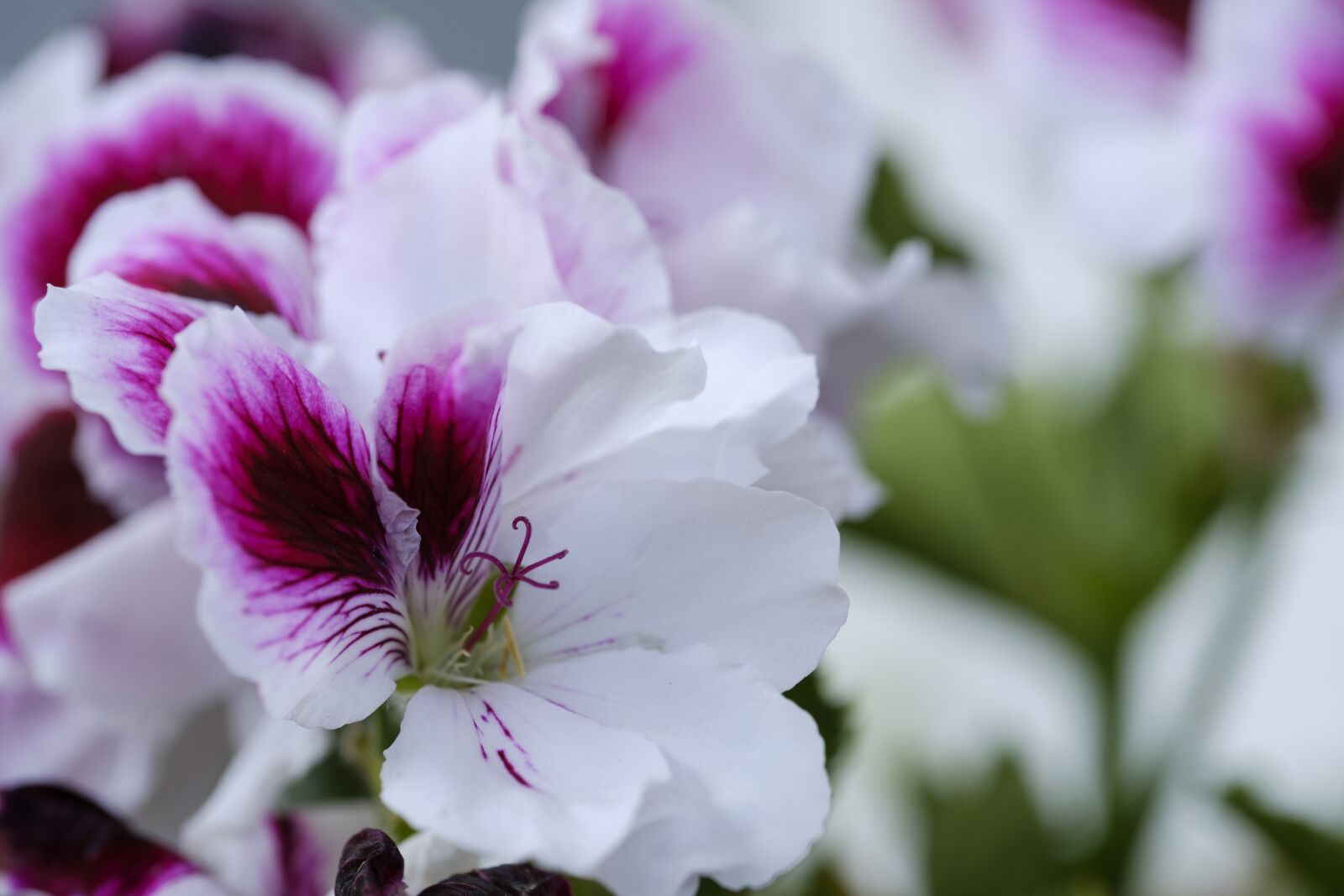 Fujifilm X-T2 + Fujifilm XF 80mm F2.8 R LM OIS WR Macro sample photo. Geranium, pelargoniums, balcony plant photography
