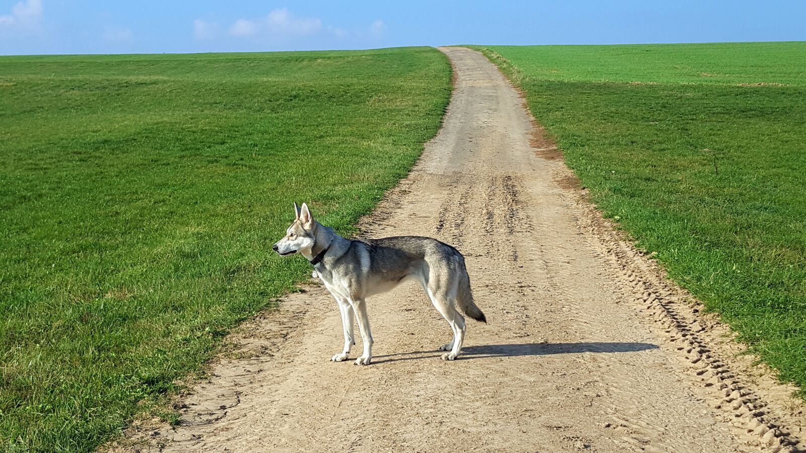 Samsung GALAXY S6 edge sample photo. Wolf dog, summer walk photography