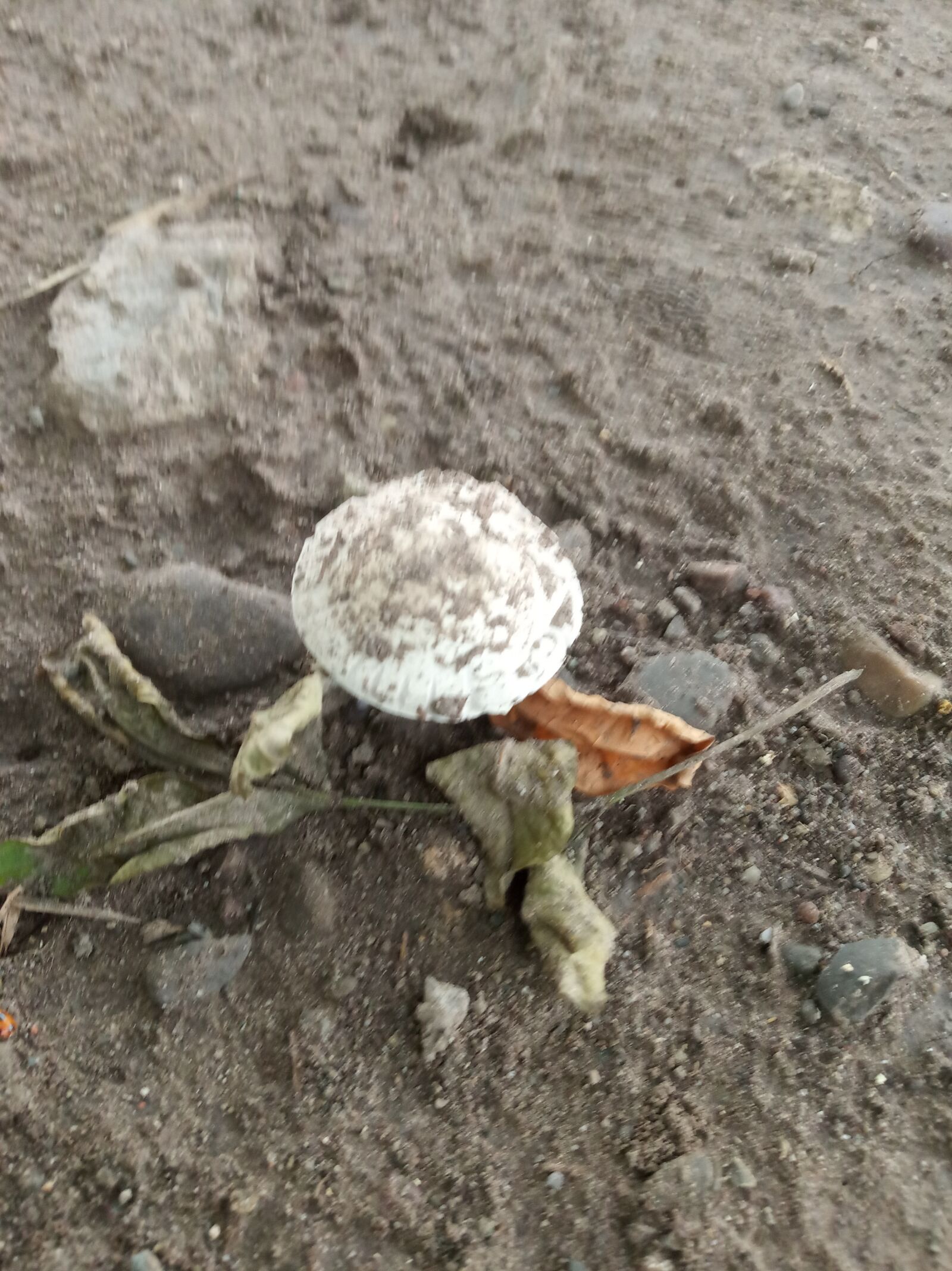 Xiaomi Redmi 6 sample photo. Fungus, mushrooms, lonely photography