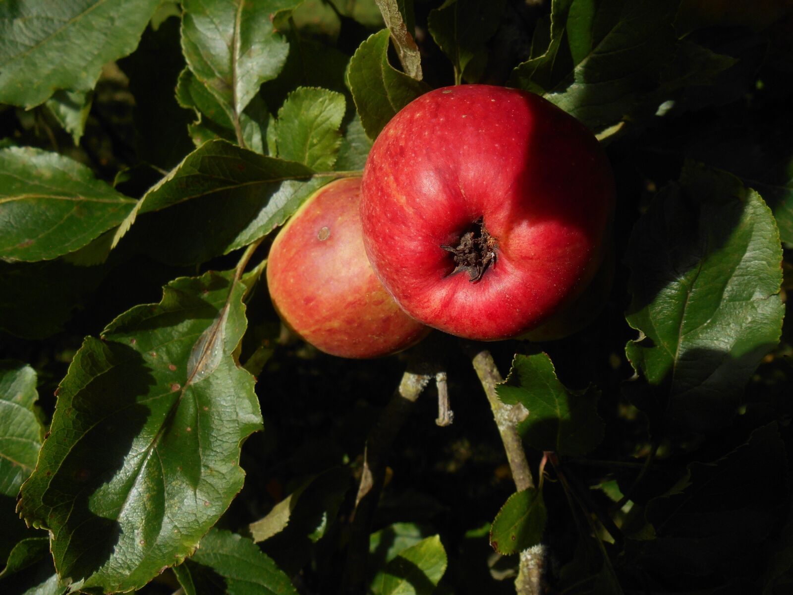 Nikon Coolpix S3500 sample photo. Apple, leaves, tree photography