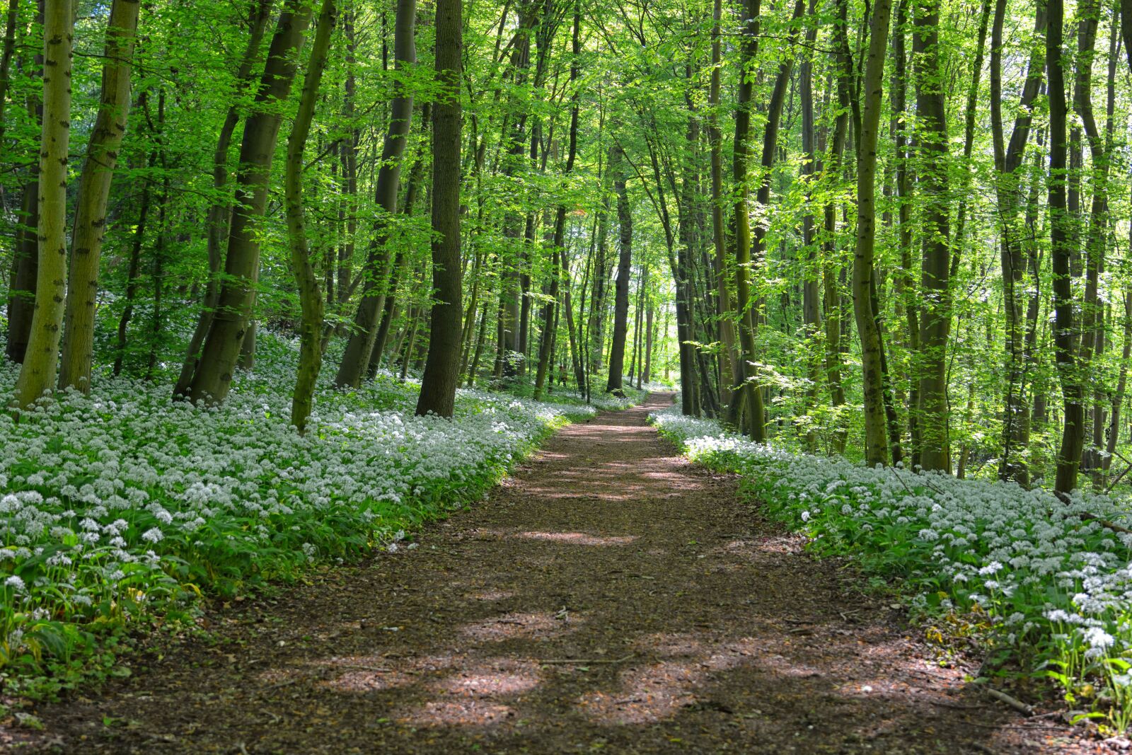 Nikon D7100 sample photo. Wild garlic on the photography