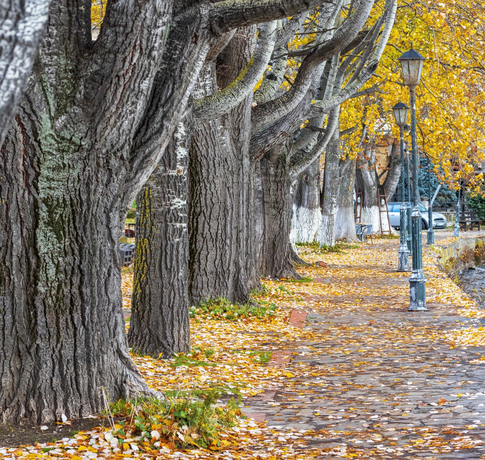 Nikon D750 sample photo. Trees, nature, forest photography
