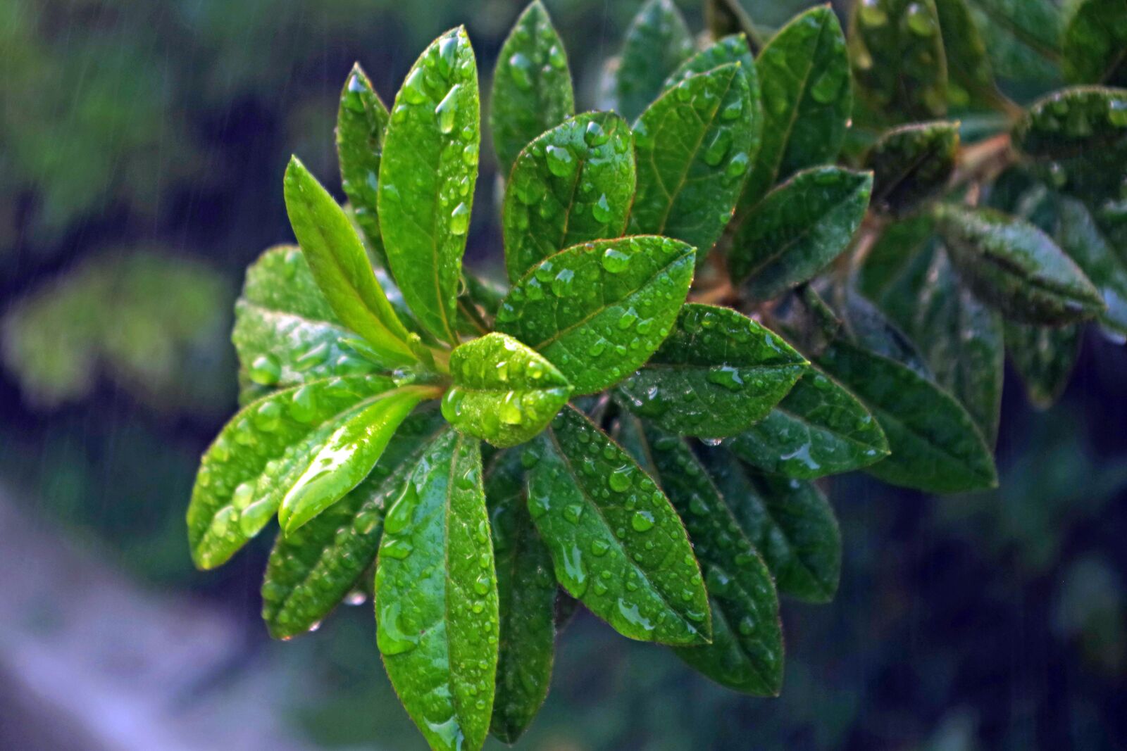 Pentax K-S2 sample photo. Plant, rain, nature photography
