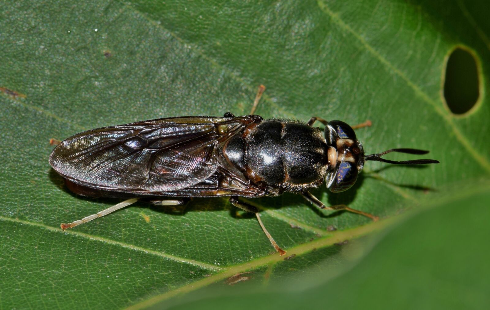 Nikon D5300 sample photo. Fly, black soldier fly photography