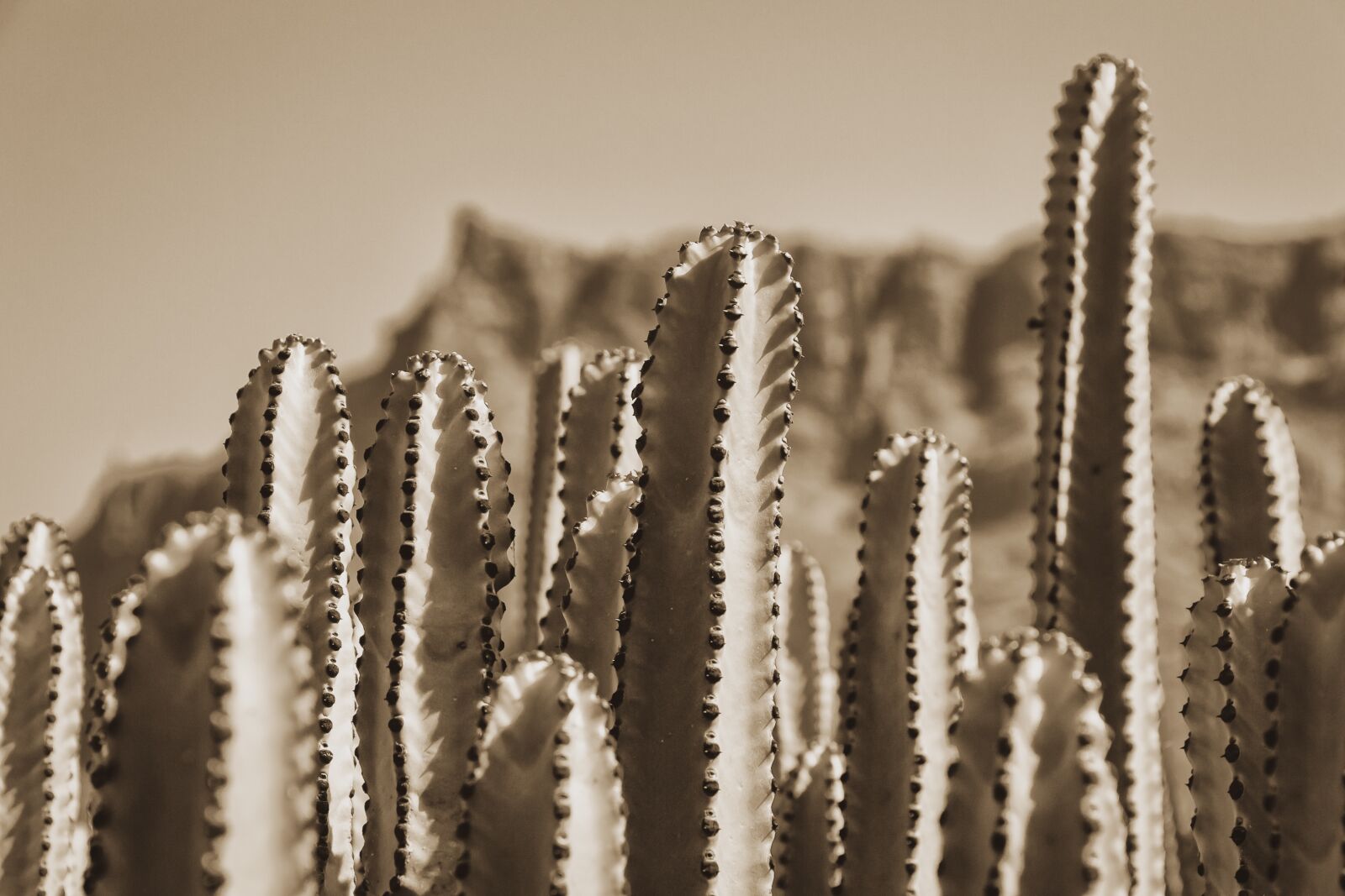 Canon EOS 650D (EOS Rebel T4i / EOS Kiss X6i) sample photo. Cactus, dry, plant photography