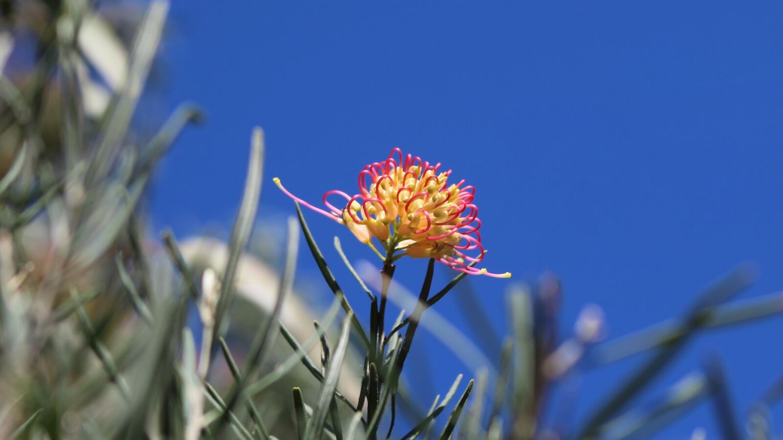 Canon EOS 700D (EOS Rebel T5i / EOS Kiss X7i) sample photo. Grevillea, flower, golden photography
