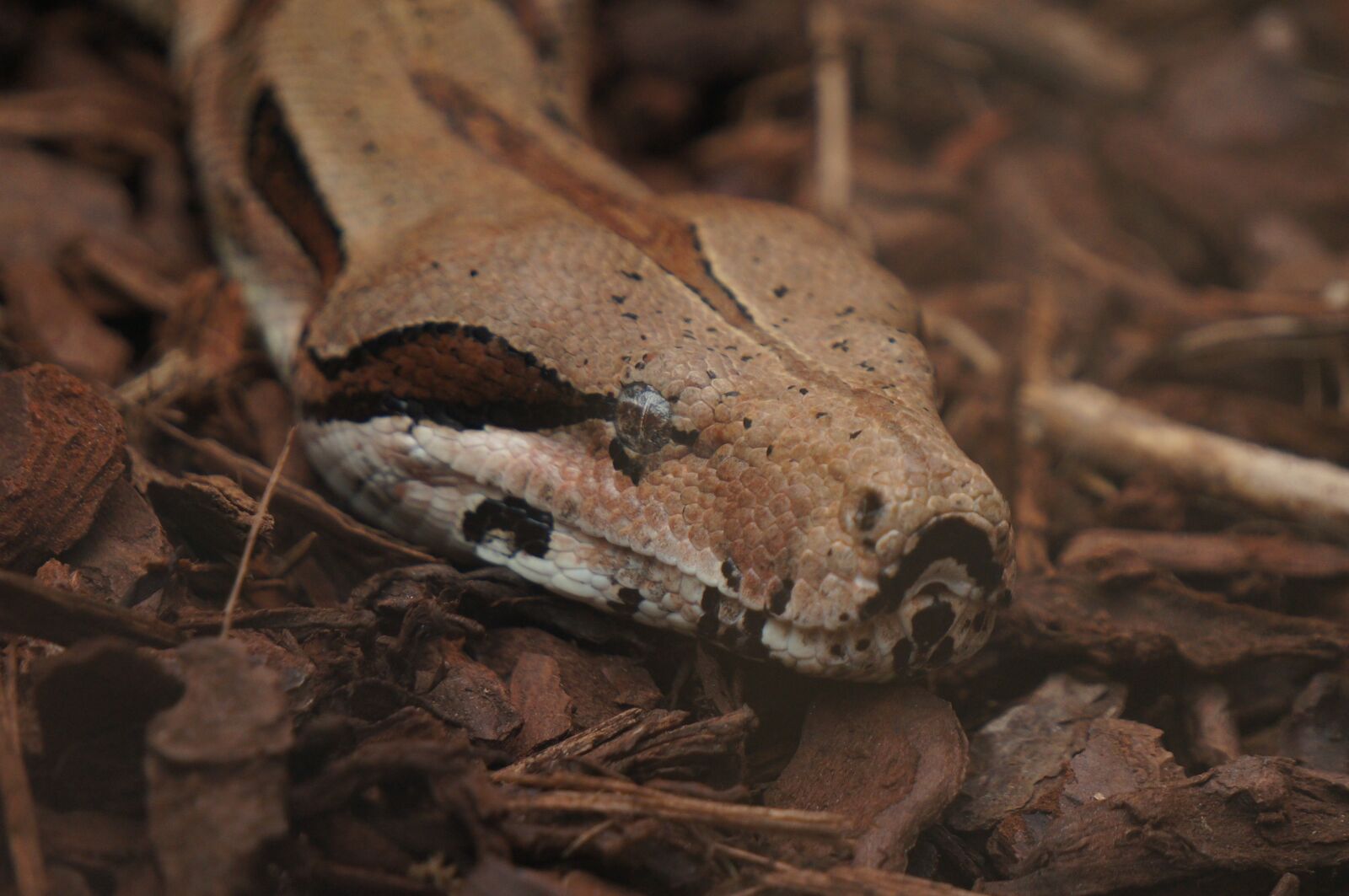 Sony Alpha NEX-5N + Sony E 55-210mm F4.5-6.3 OSS sample photo. Snake, zoo, animal photography