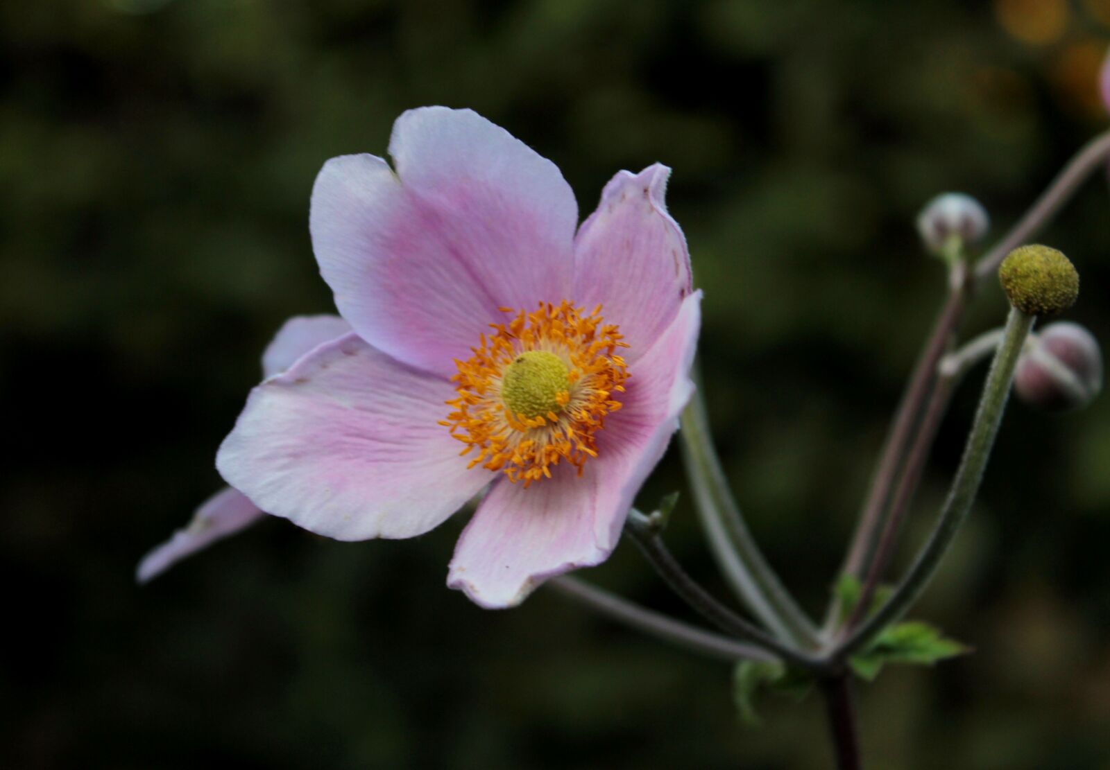 Canon EOS 600D (Rebel EOS T3i / EOS Kiss X5) sample photo. If, herfstanemoon, pink photography