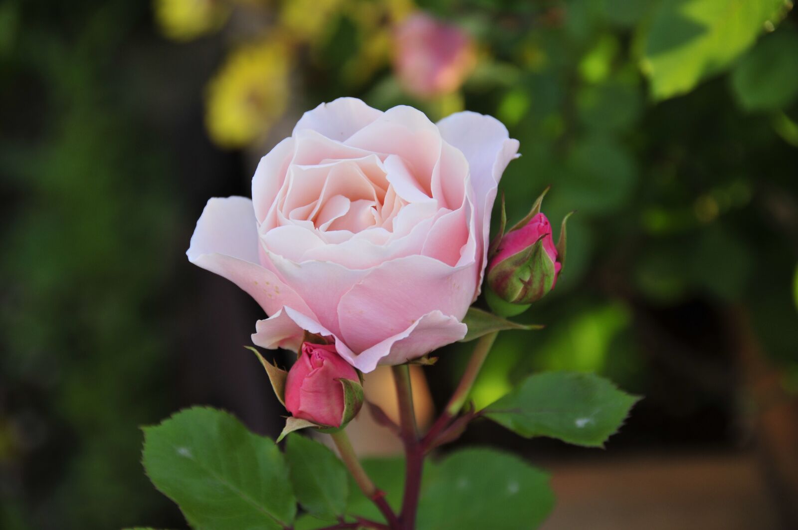 Nikon D300S sample photo. Rose, flower, love bloom photography