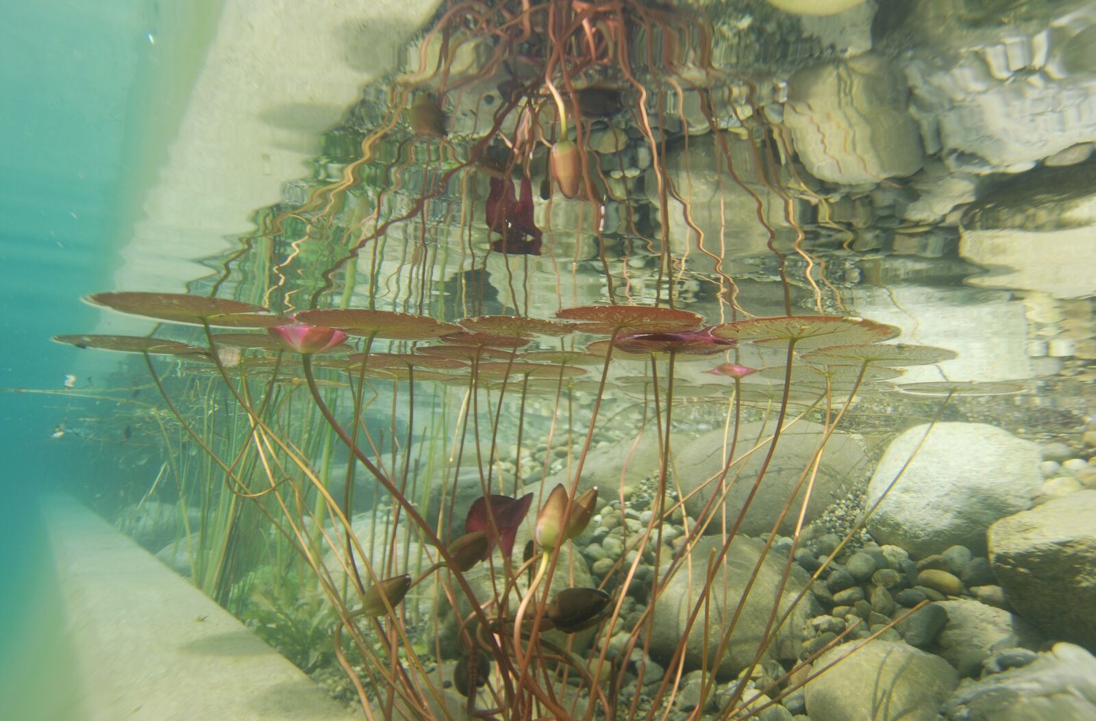 Nikon D80 sample photo. Underwater, photography, pond plants photography