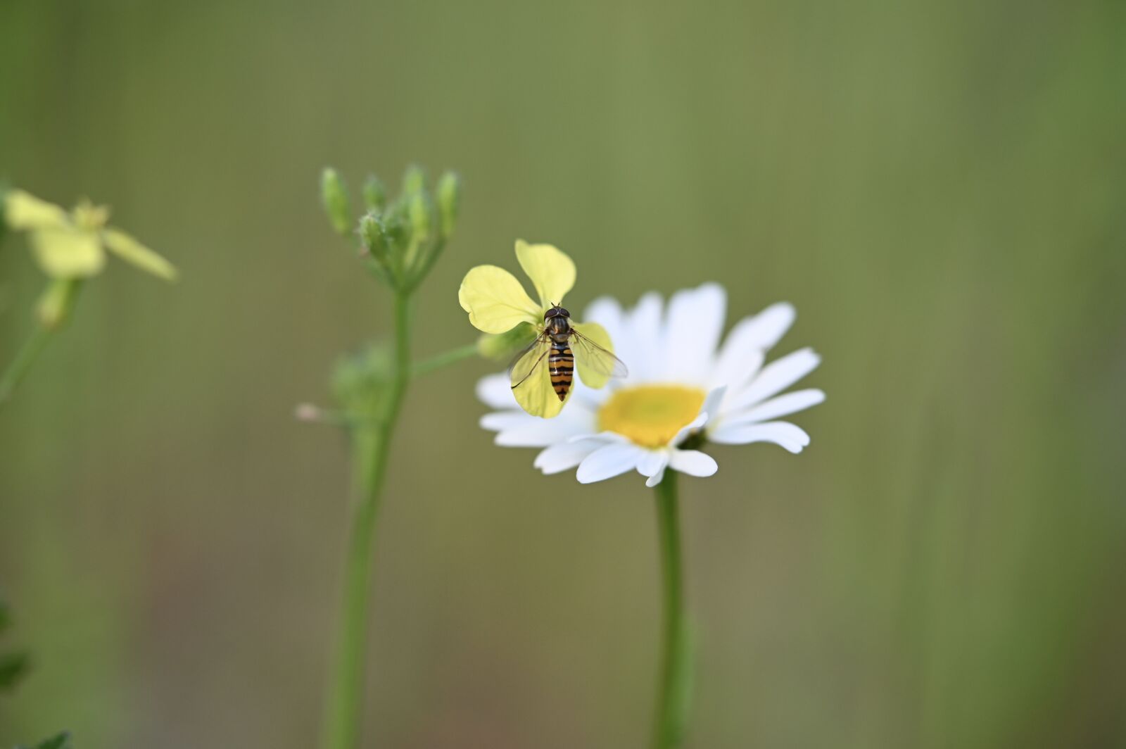 Nikon Z6 sample photo. Insect, hoverfly, blossom photography