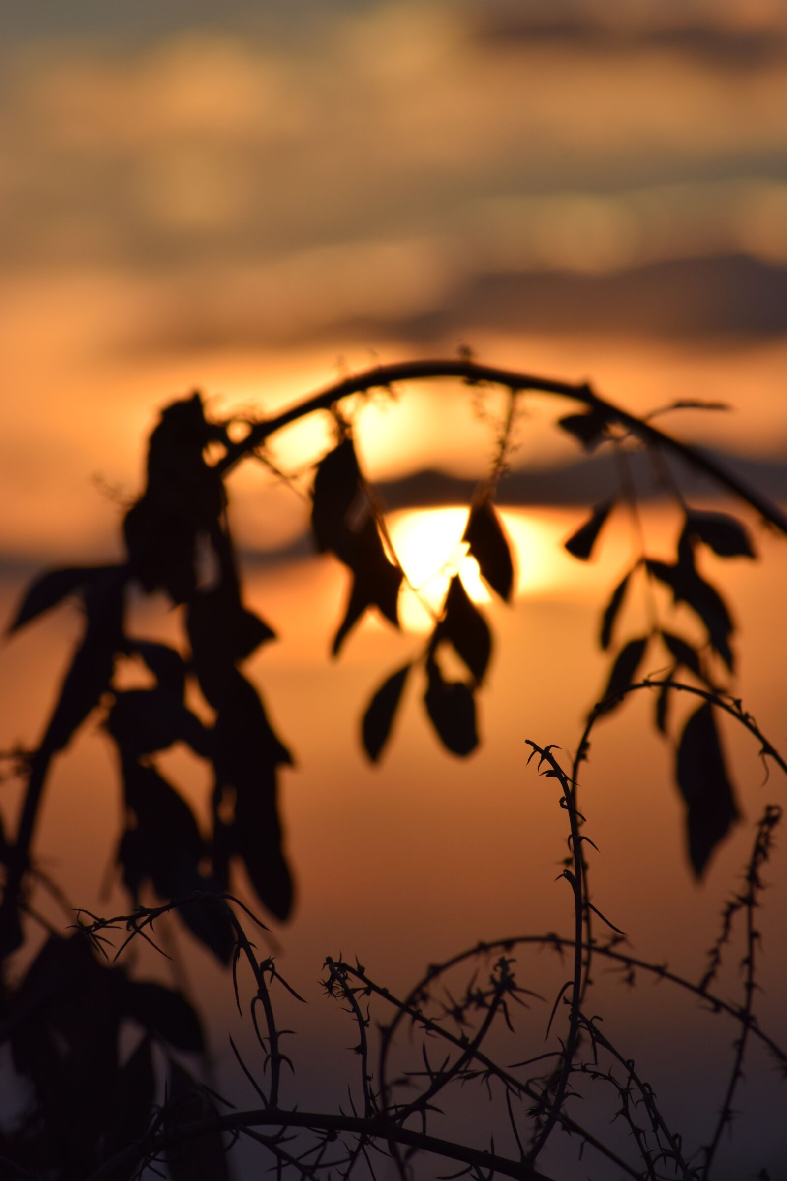 Nikon D3300 sample photo. Sun, autumn, leaves photography