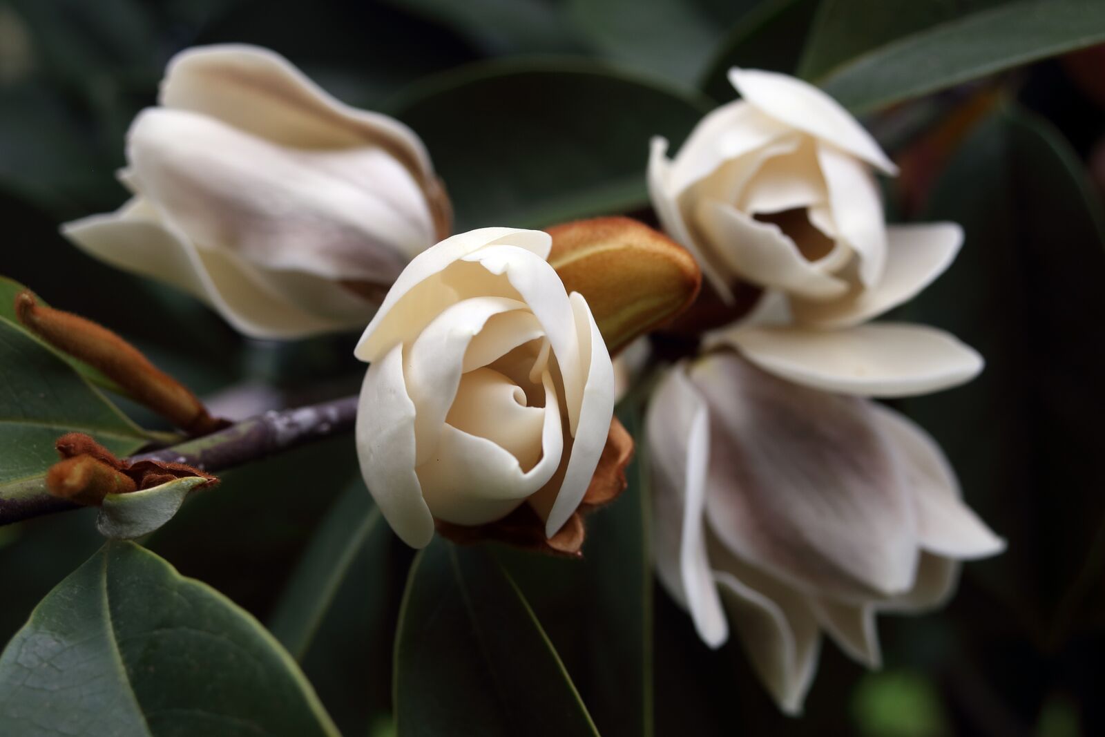 Canon EOS 6D + Canon EF 28-80mm f/3.5-5.6 USM sample photo. Magnolia, blossom, bloom photography
