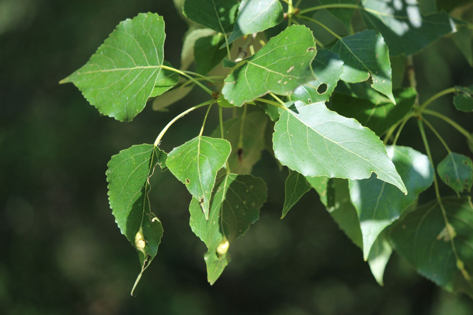 Canon EF-S 55-250mm F4-5.6 IS II sample photo. Leaves, nature, green photography