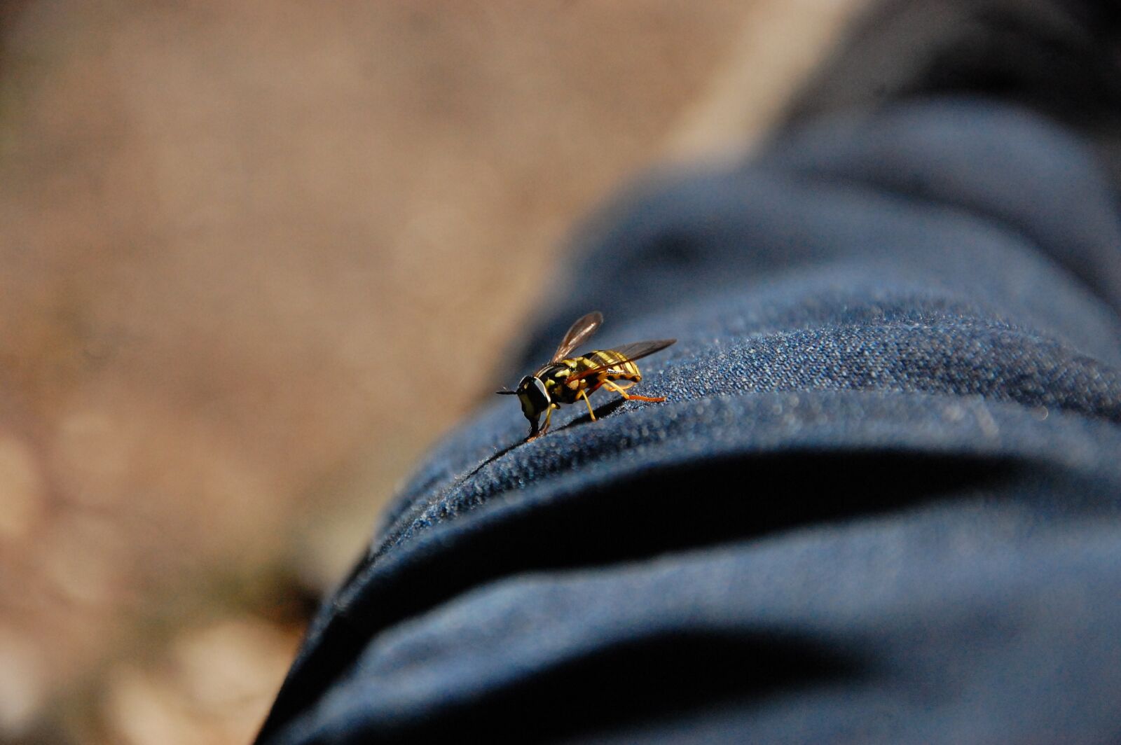 Nikon D40 sample photo. Bee, pants, macro photography