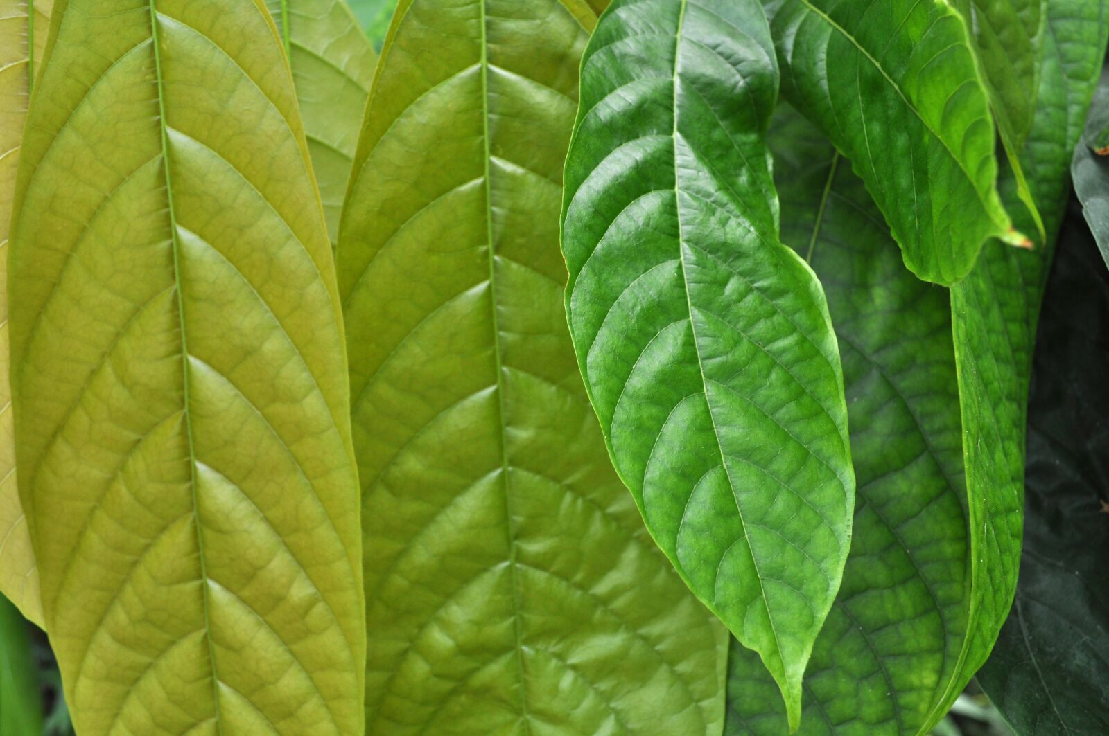 Nikon D5000 sample photo. Nature, green, garden photography