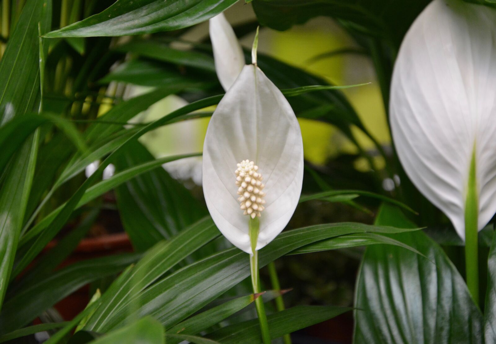 Nikon D5200 sample photo. Flower, moon flower, white photography