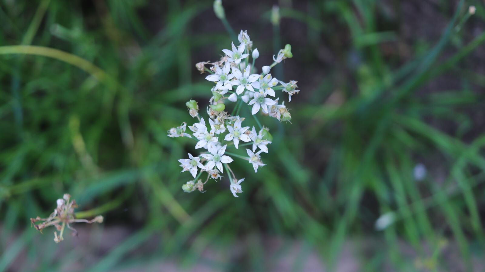 Canon EOS 200D (EOS Rebel SL2 / EOS Kiss X9) + Canon EF-S 24mm F2.8 STM sample photo. Leek, wildflower, leek flower photography