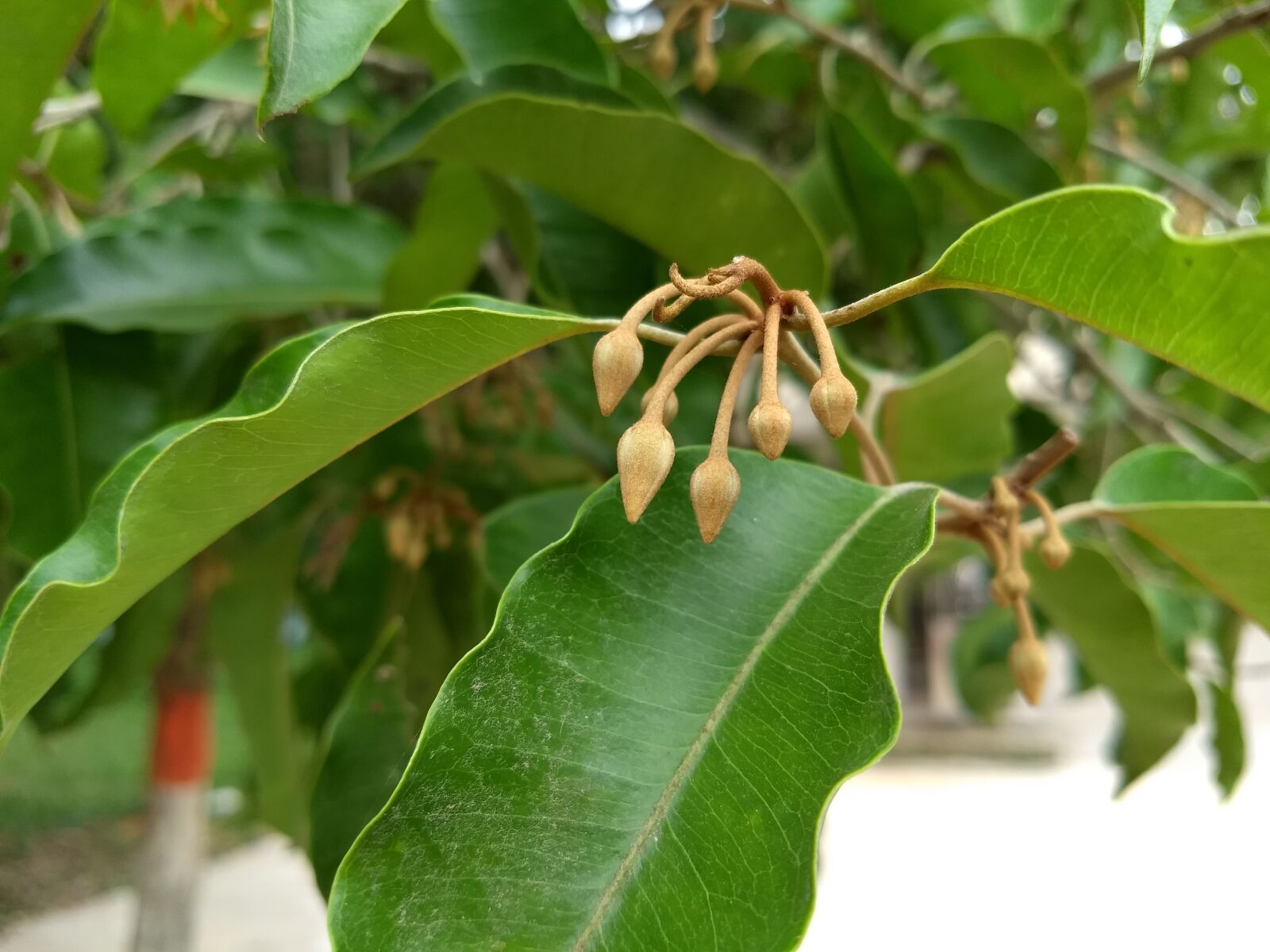 Motorola Moto G (5) Plus sample photo. Green nature flower, leaf photography