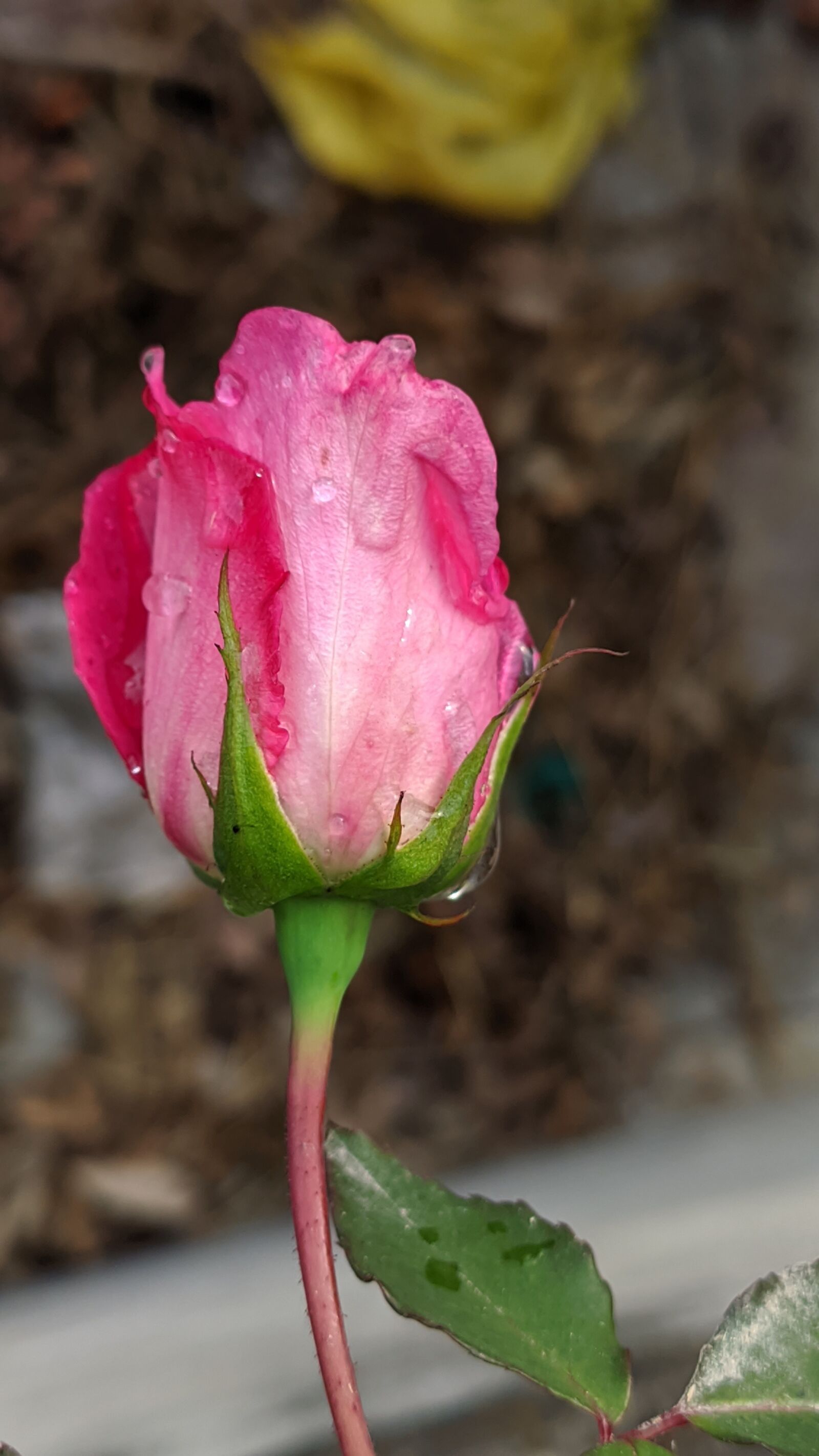 Xiaomi Mi 9T sample photo. Rose, red rose, lovely photography