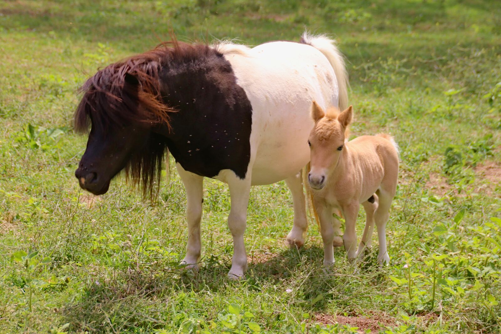 Canon EOS 77D (EOS 9000D / EOS 770D) sample photo. Ponies, mother, cub photography
