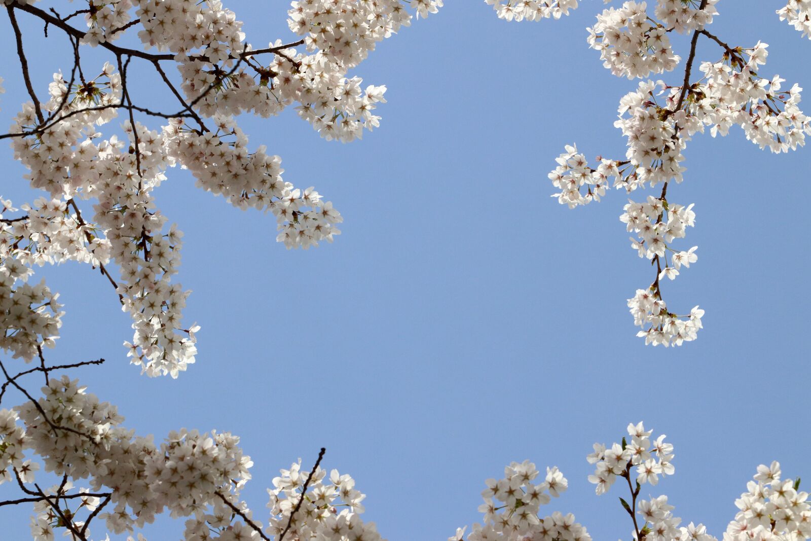 Canon EF 70-200mm F2.8L USM sample photo. Cherry blossom, spring, flowers photography