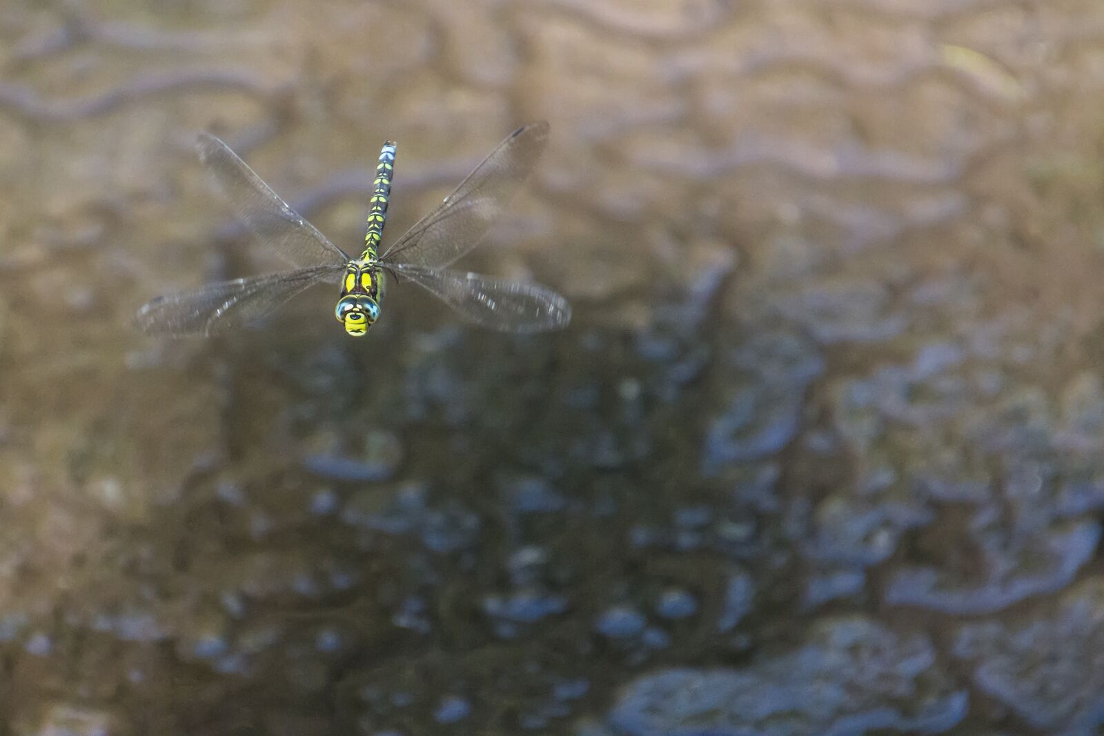 Canon EOS 70D sample photo. Dragonfly, insect, nature photography