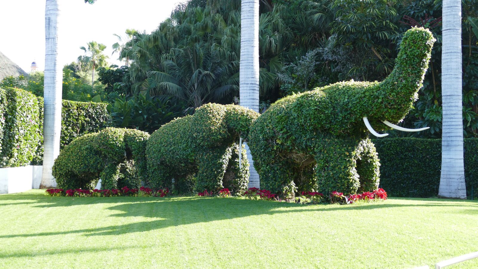 Panasonic Lumix DMC-FZ1000 sample photo. Tenerife, loro park, vacations photography