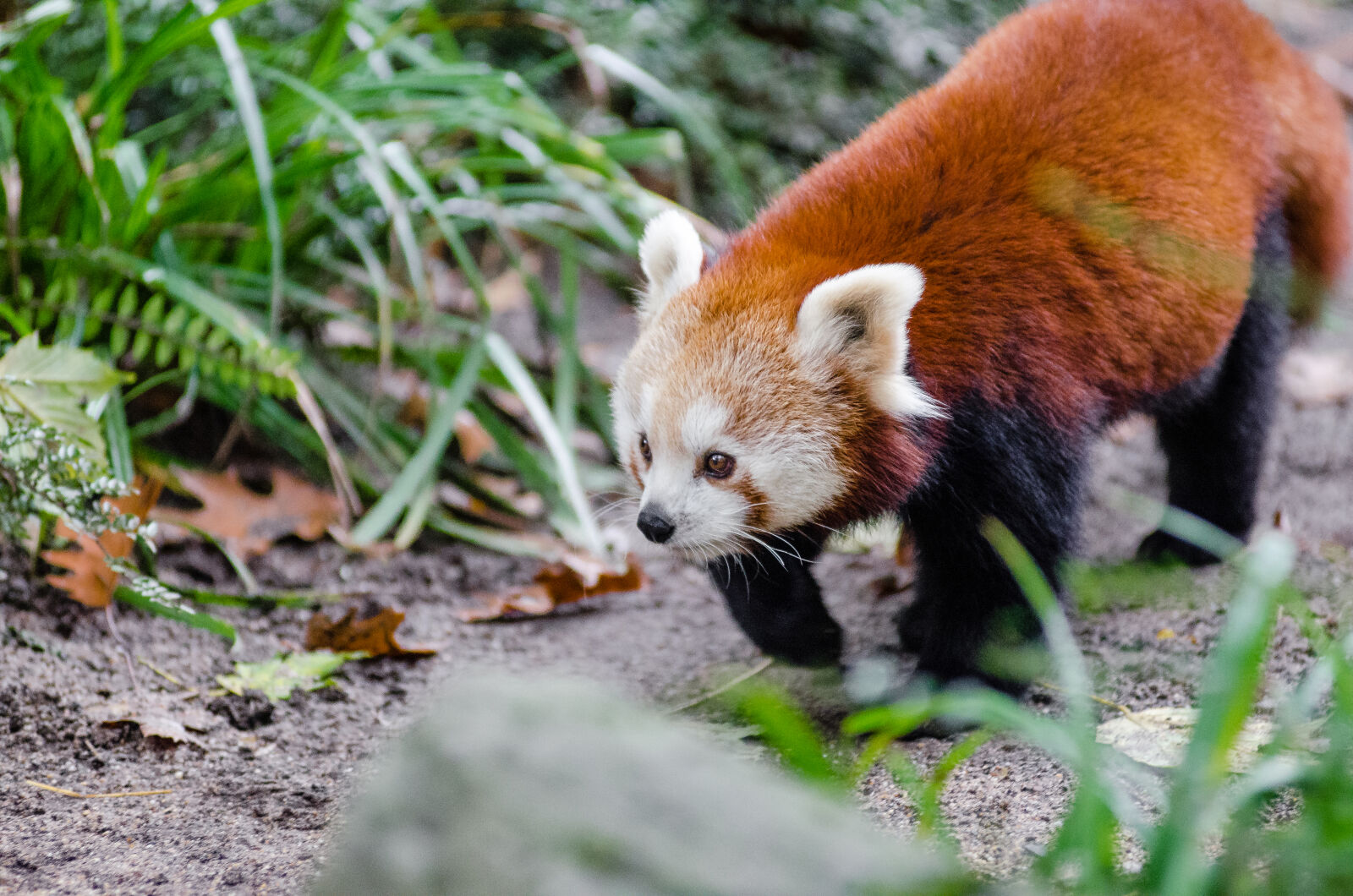 AF Zoom-Nikkor 80-200mm f/2.8 ED sample photo