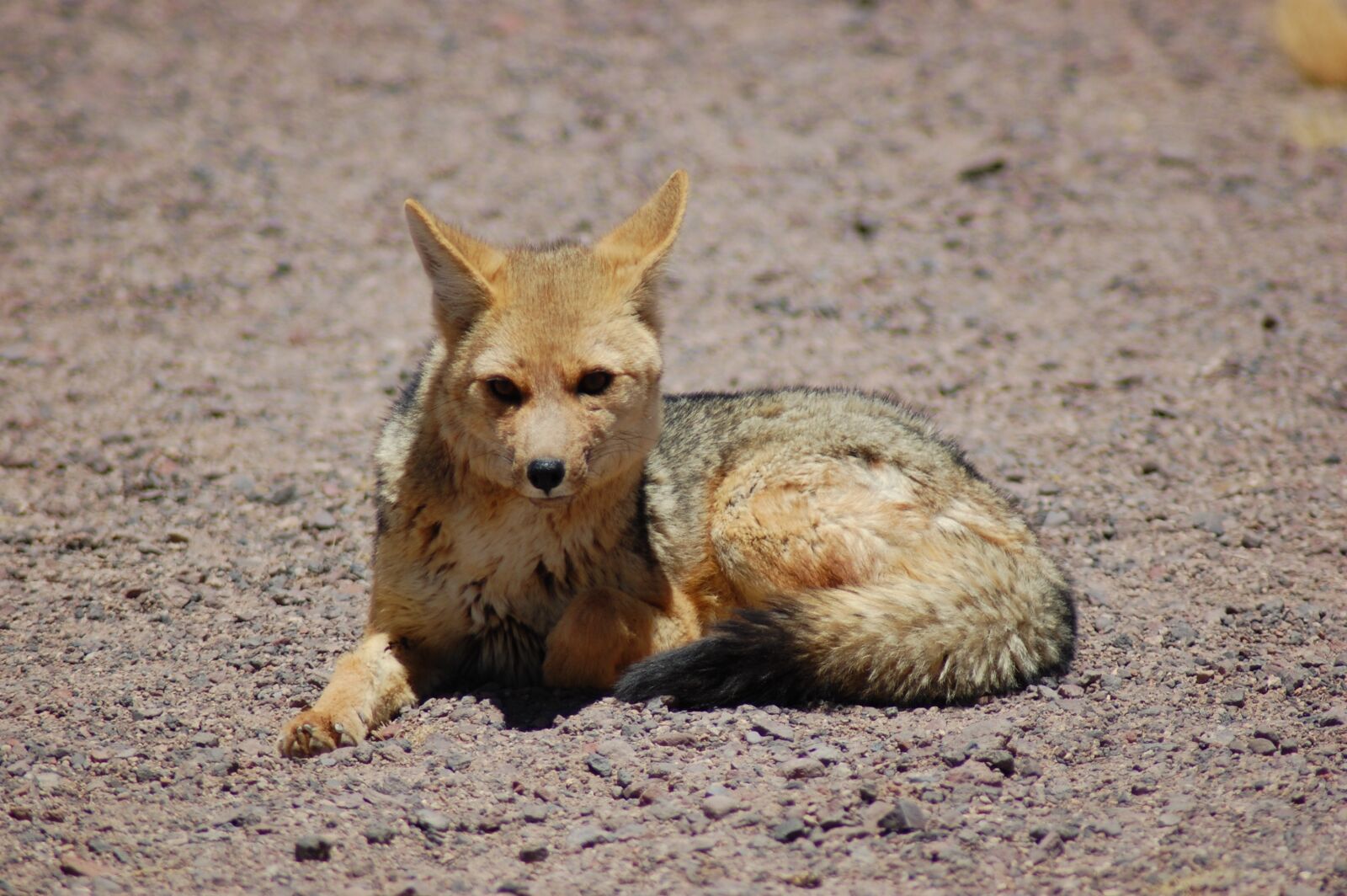 Nikon D40 sample photo. South american gray fox photography