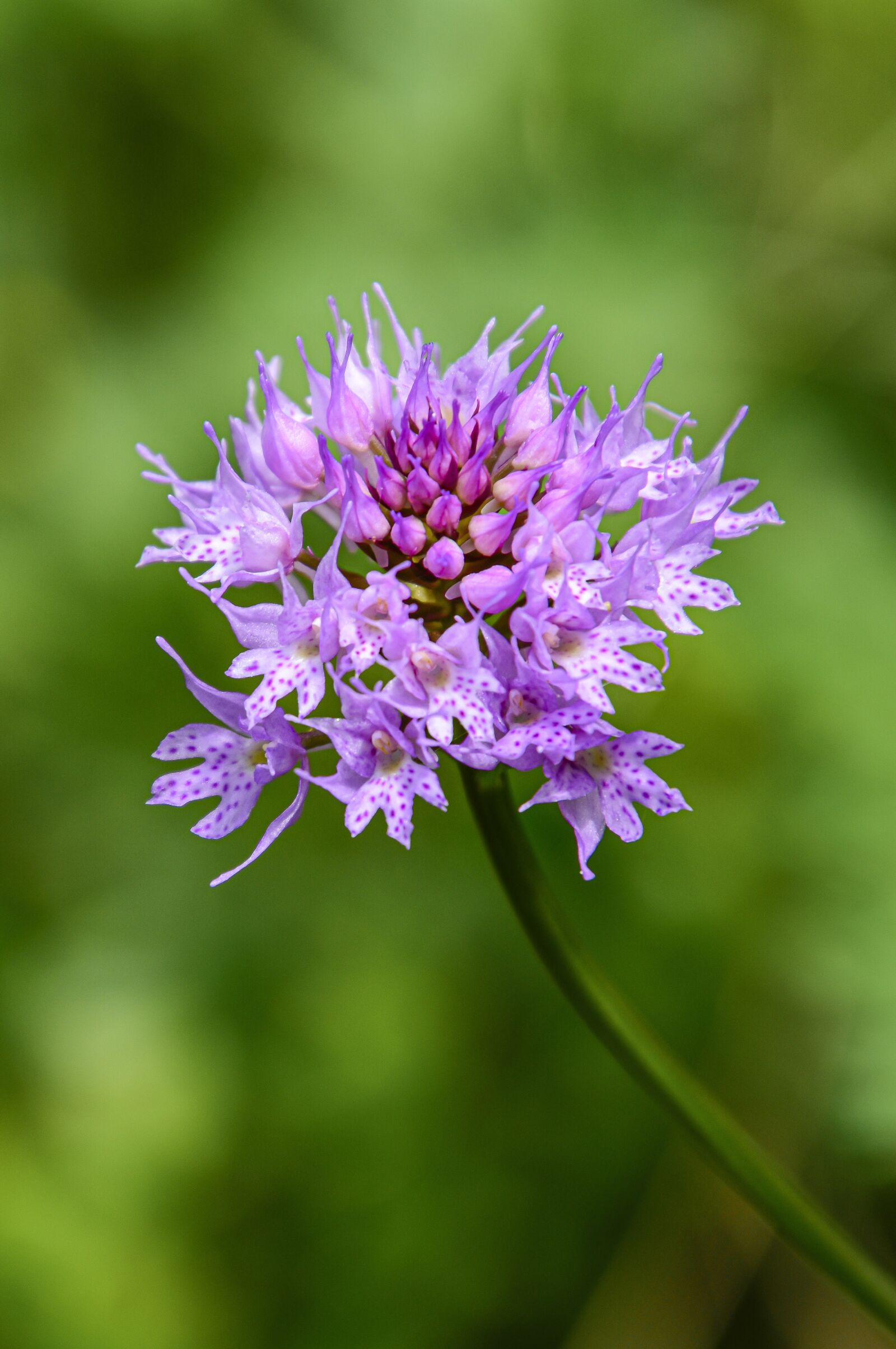Nikon D5600 sample photo. Traunsteinera globosa, kugelorchis, orchid photography