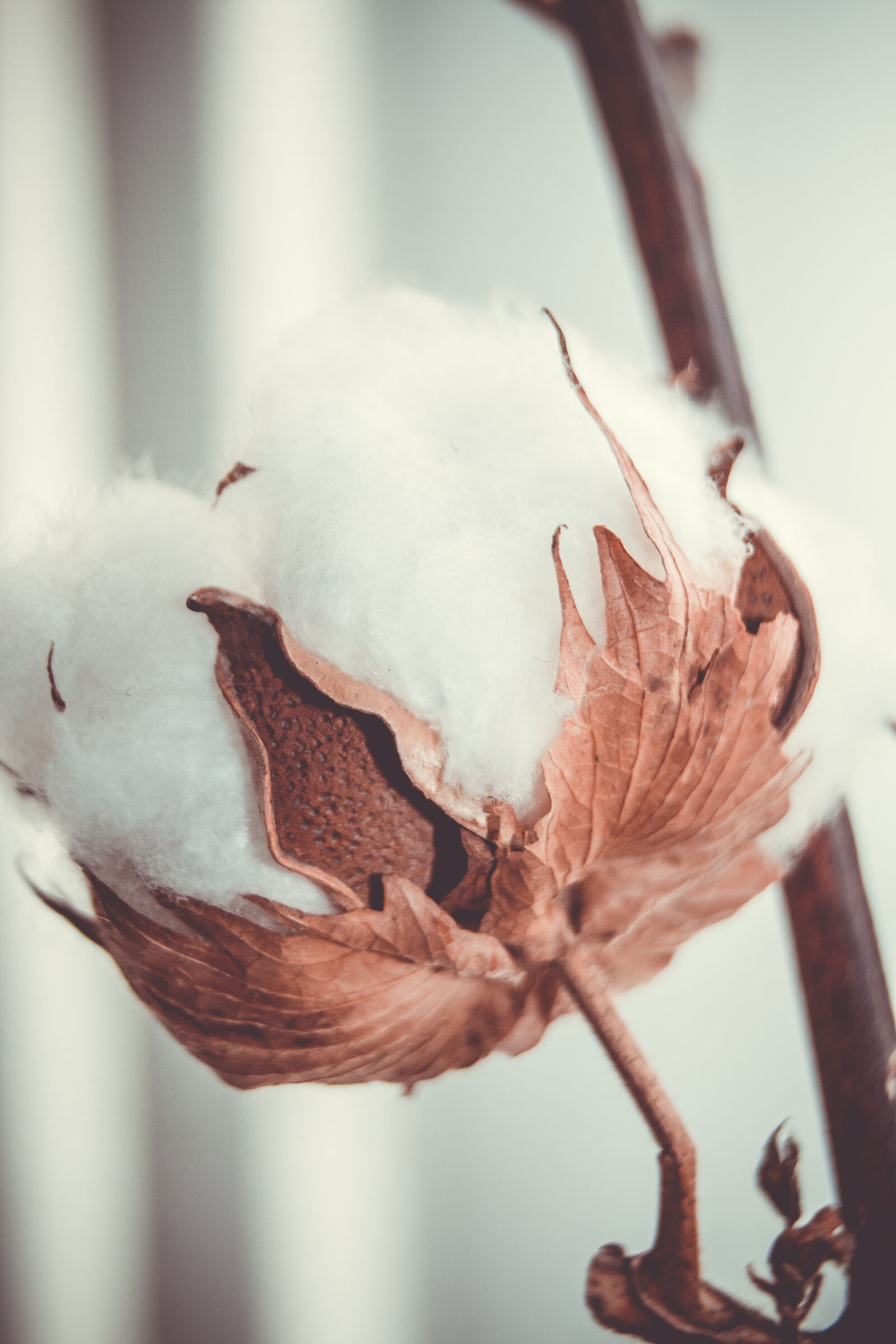 Canon EOS 70D + Canon EF-S 18-55mm F3.5-5.6 II sample photo. Cotton, flower, crown, macro photography