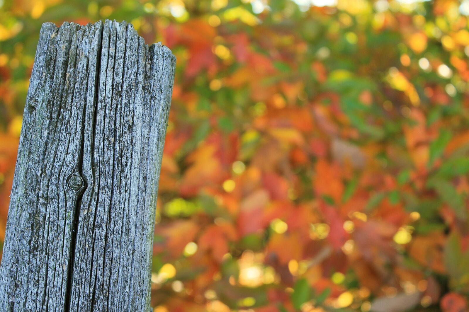 Canon EOS 1100D (EOS Rebel T3 / EOS Kiss X50) sample photo. Fence post, weathered, worn photography