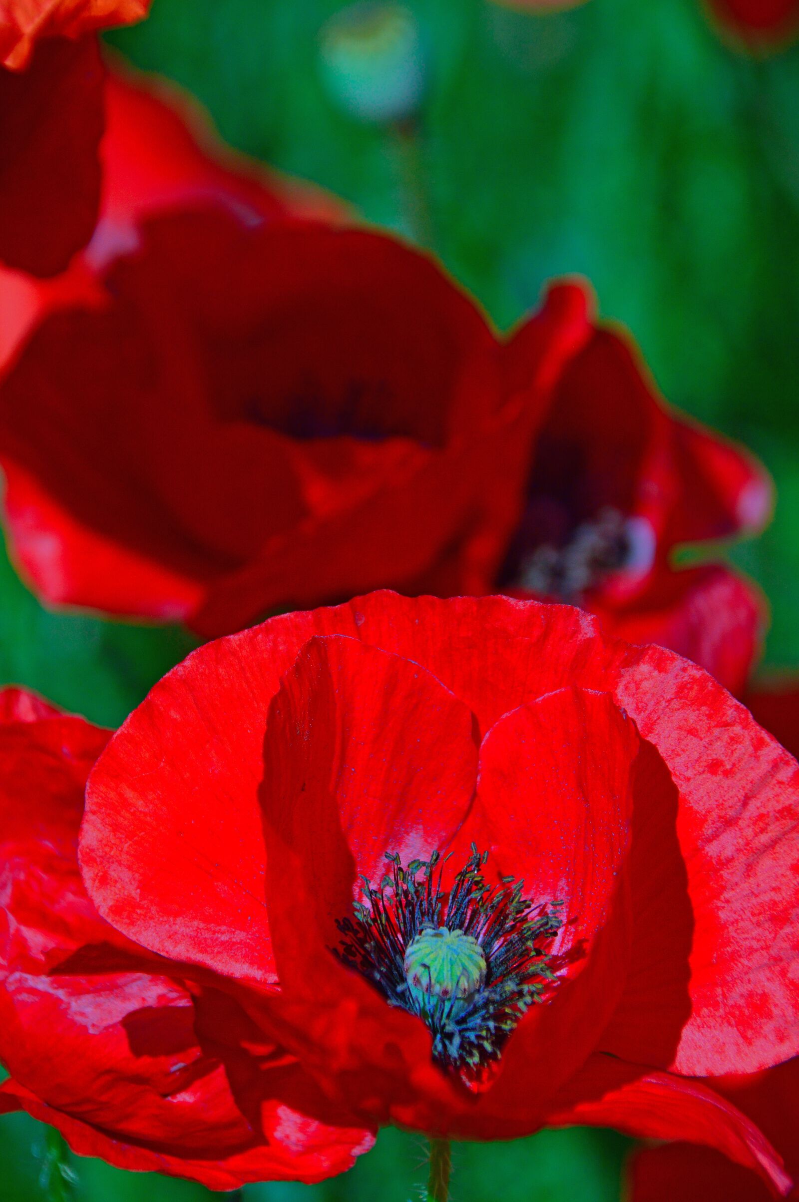 Nikon D3200 sample photo. Poppy, red, summer flower photography