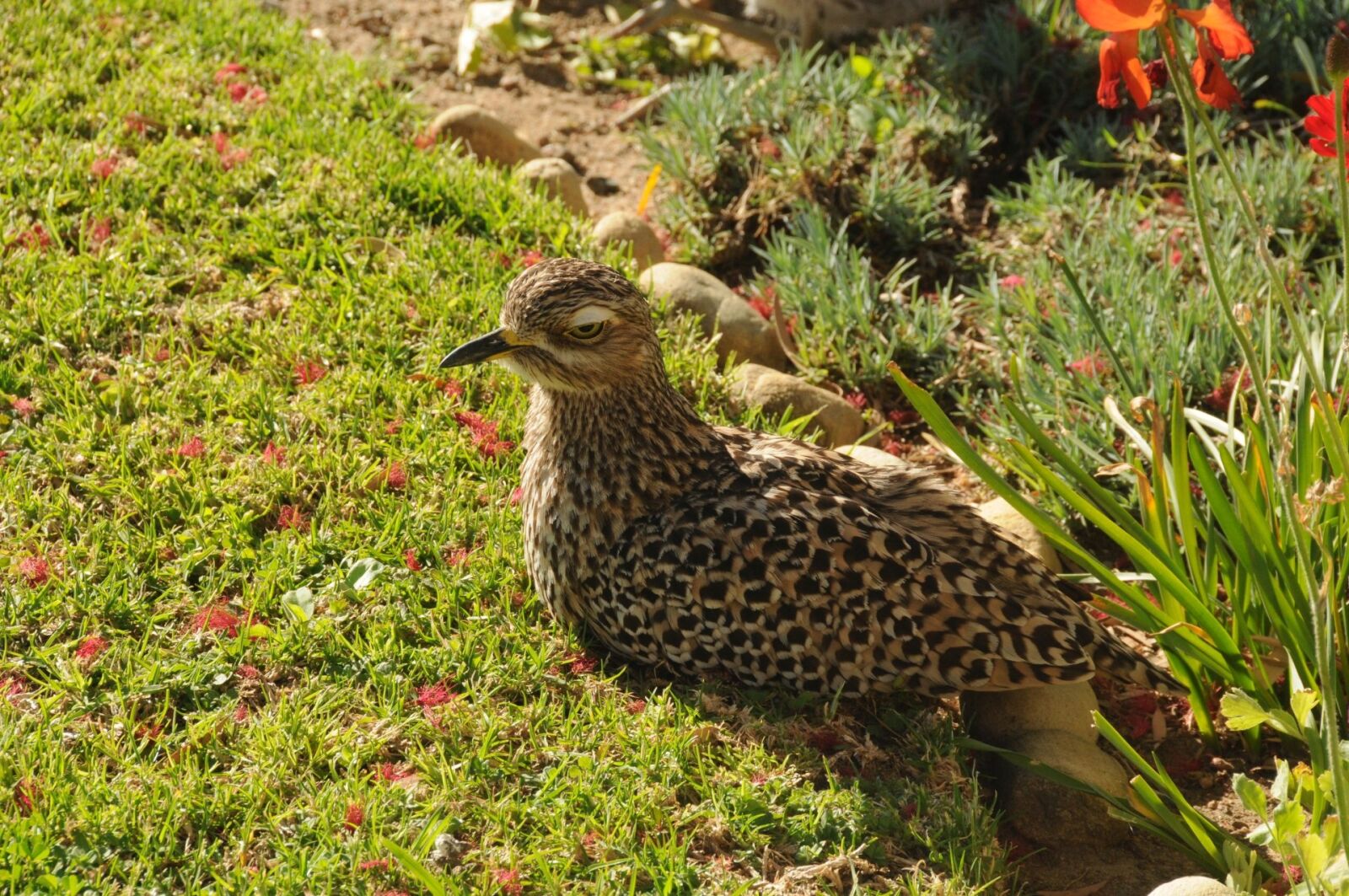Nikon D300S sample photo. Bird, thick-knee, garden photography