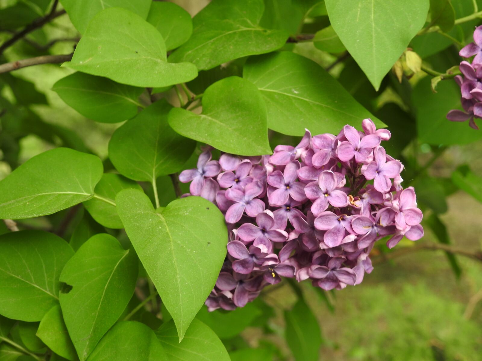 Nikon Coolpix P900 sample photo. Nature, plant, leaf photography