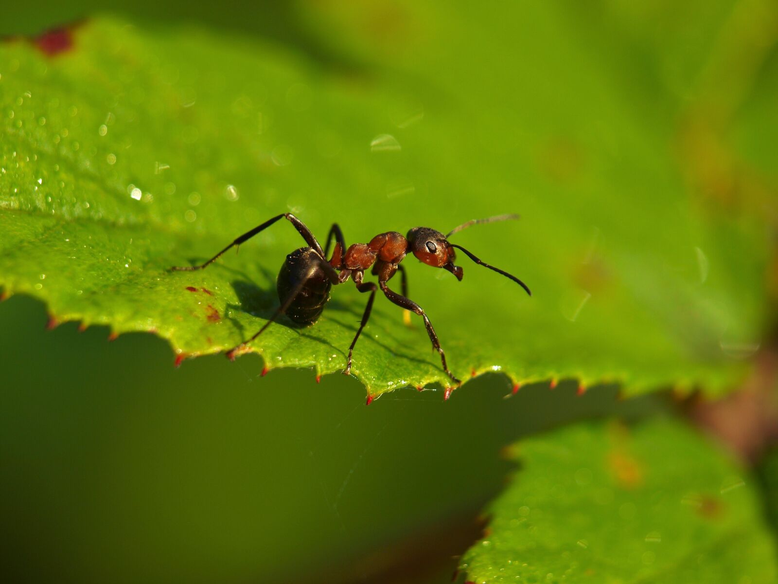 Olympus E-420 (EVOLT E-420) sample photo. Ant, animal, insect photography