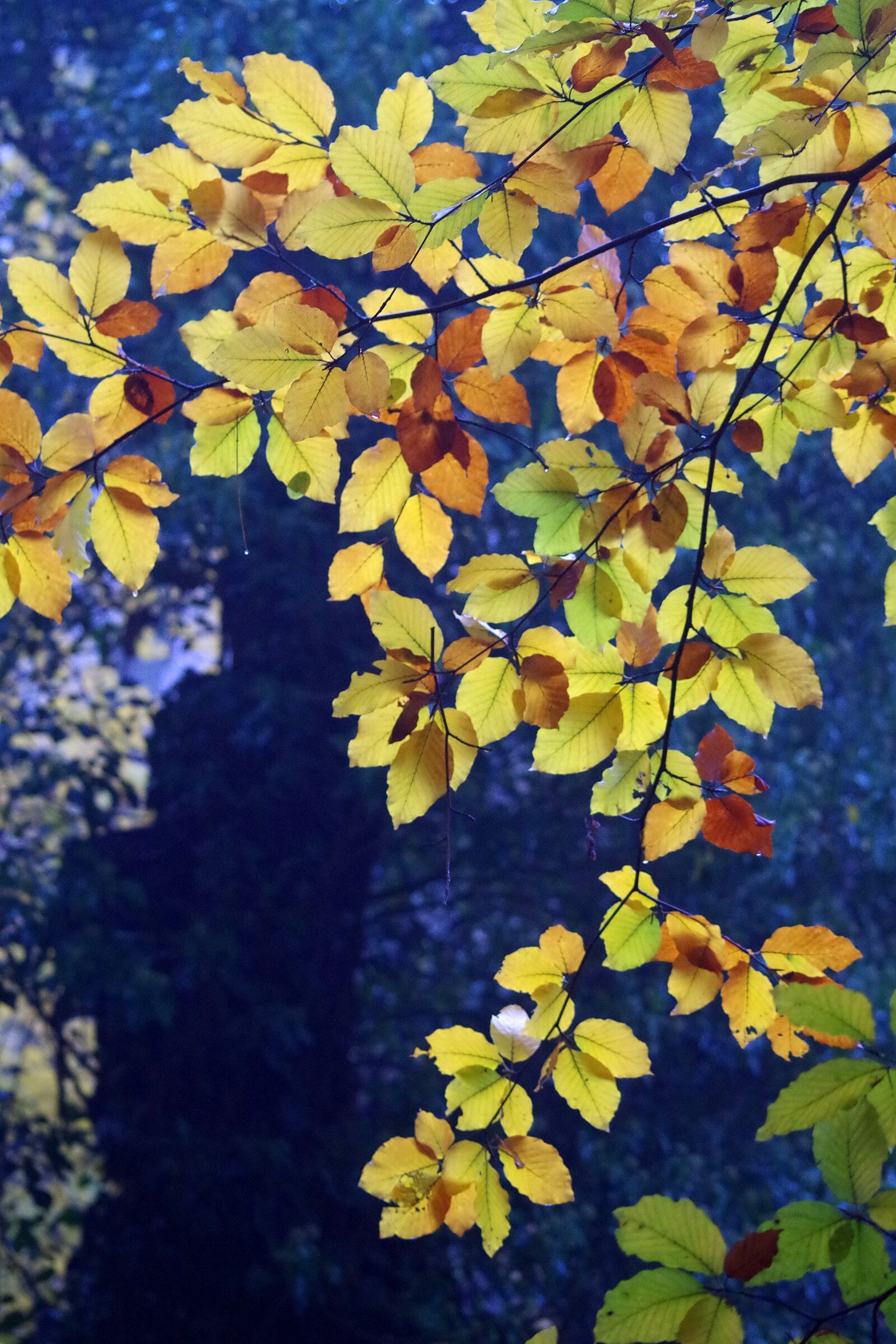 Pentax K-30 sample photo. Autumn, leaves, autumn colours photography